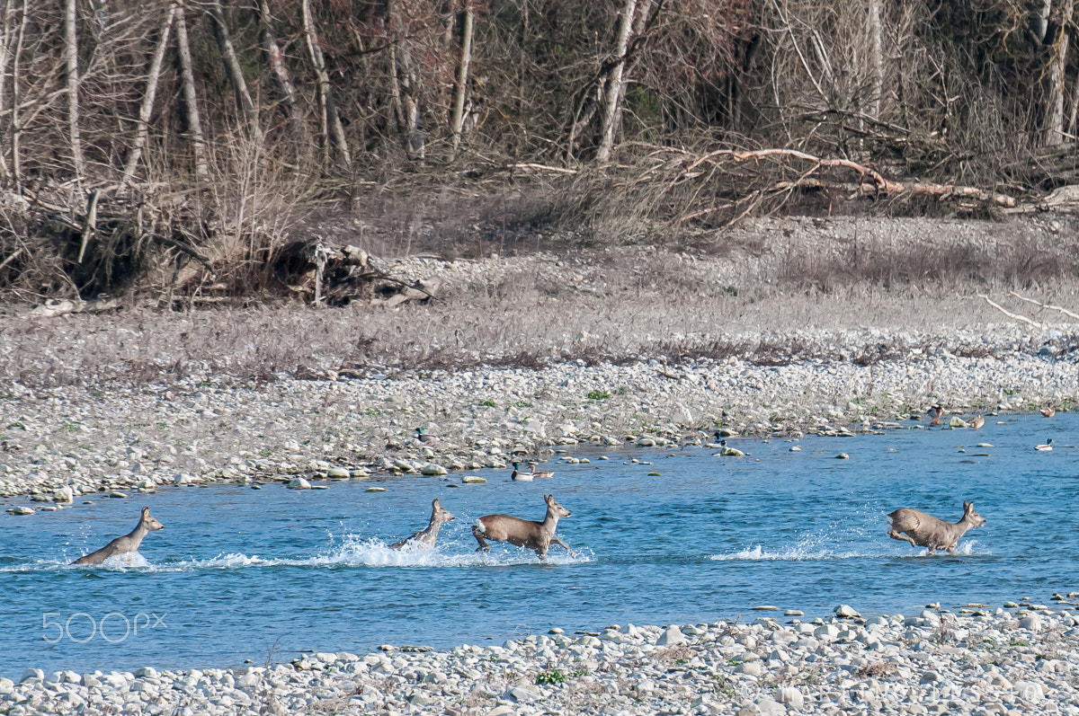Nikon D300S sample photo. Swimming does photography