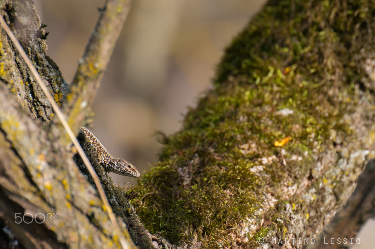Nikon D300S sample photo. Observing lizard photography
