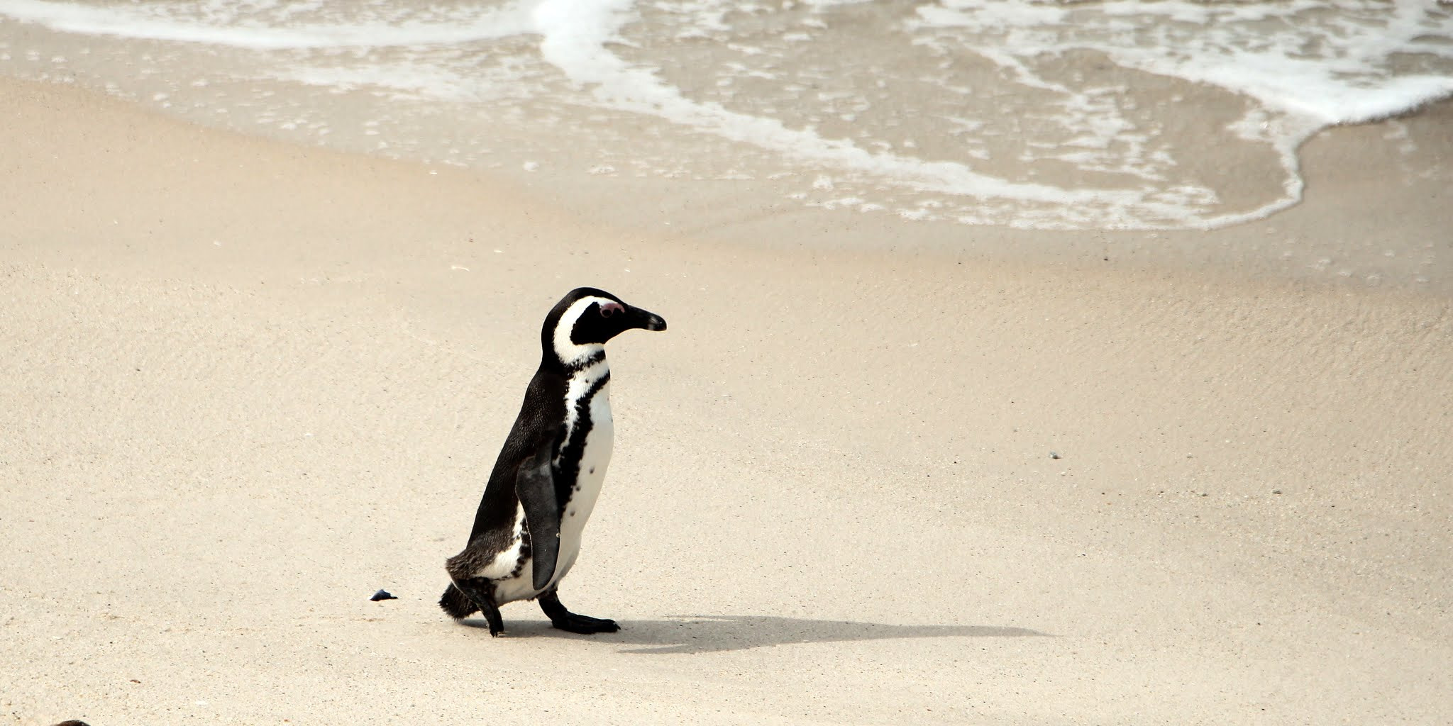 Sigma 17-70mm F2.8-4 DC Macro OS HSM sample photo. Penguin on the beach going to swim photography