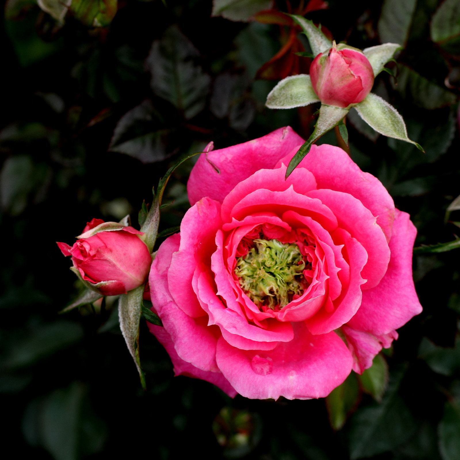 Tamron SP AF 60mm F2 Di II LD IF Macro sample photo. Joy of roses photography