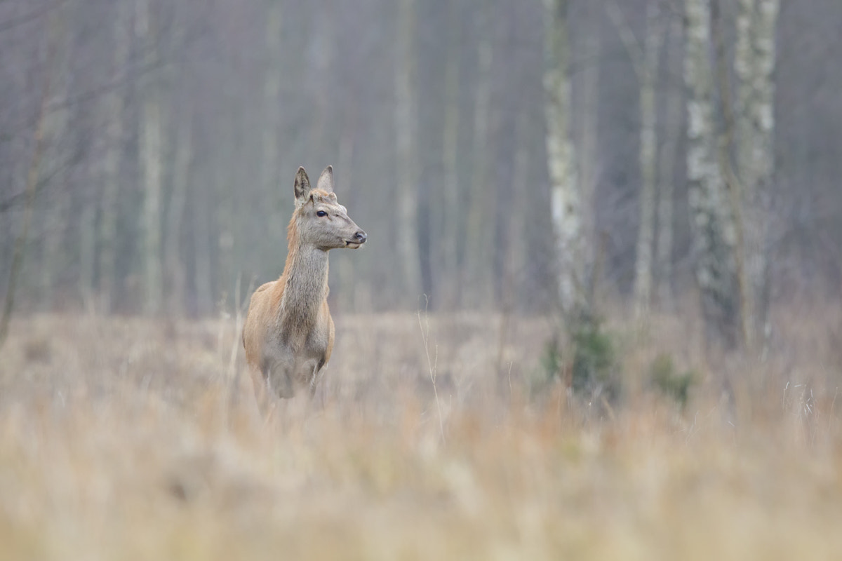 Canon EOS 5D Mark IV + Canon EF 400mm F2.8L IS II USM sample photo. Red deer photography