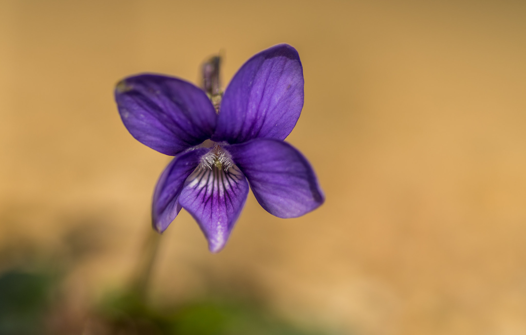 Nikon D500 sample photo. Violette photography