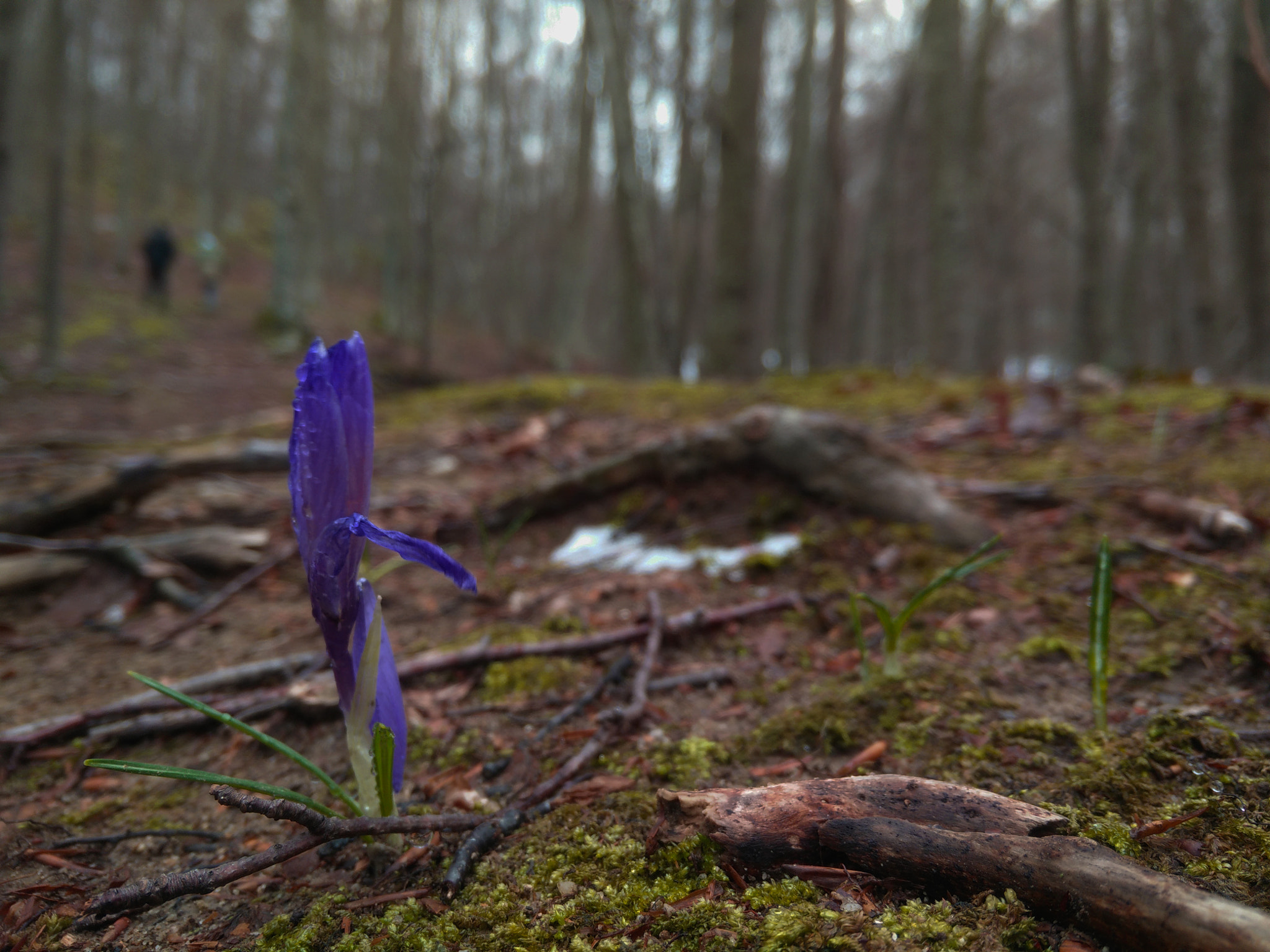 OPPO Find7 sample photo. Spring is coming photography
