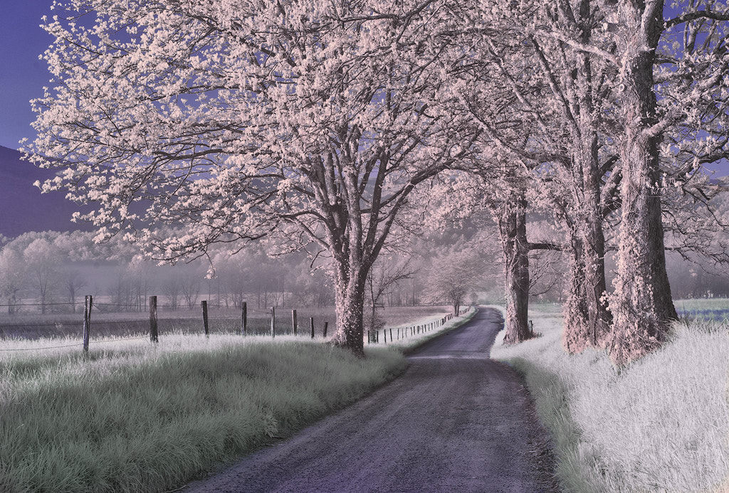 Nikon AF-S Nikkor 16-35mm F4G ED VR sample photo. Spring pastel photography