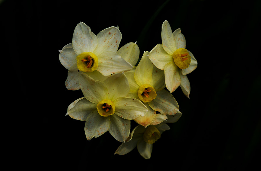 Pentax K20D + smc PENTAX-FA Macro 100mm F2.8 sample photo. Flowers photography