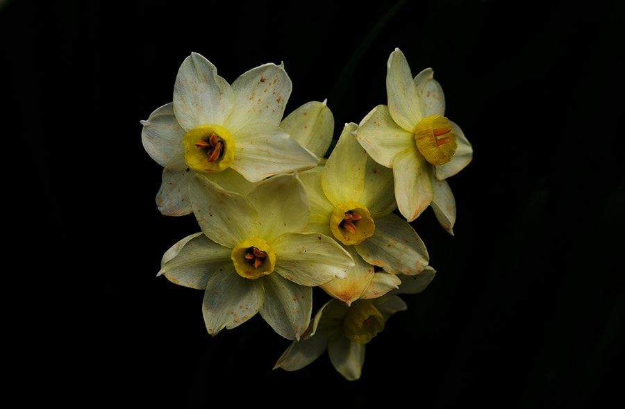 smc PENTAX-FA Macro 100mm F2.8 sample photo. Flowers photography