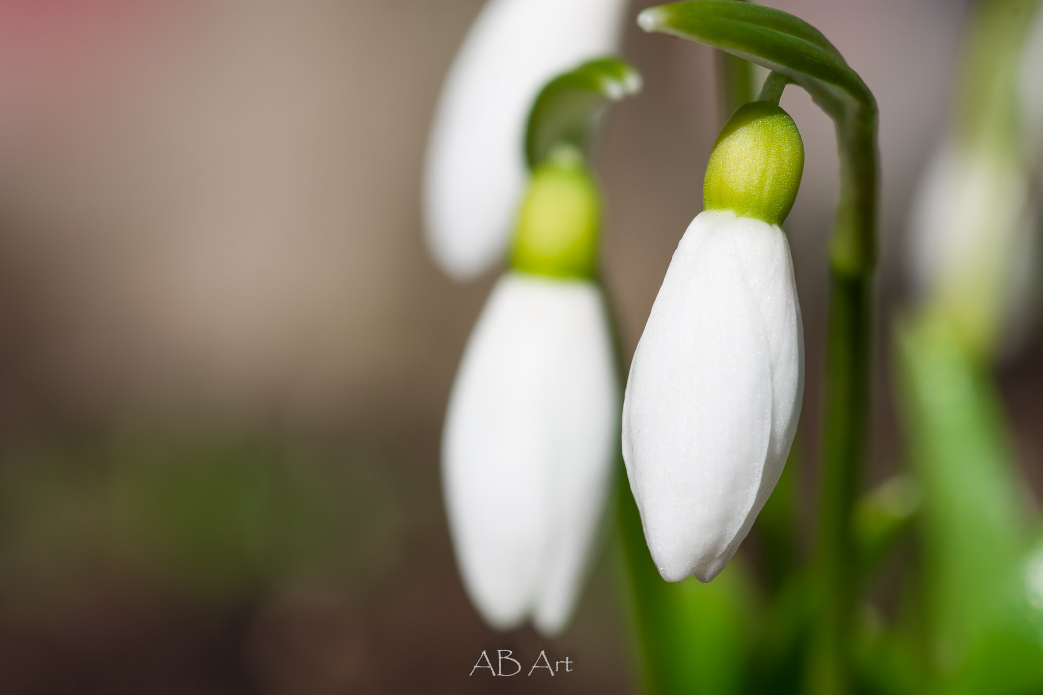 Pentax K-70 + Pentax smc D-FA 100mm F2.8 Macro WR sample photo. Schneeglöckchen photography