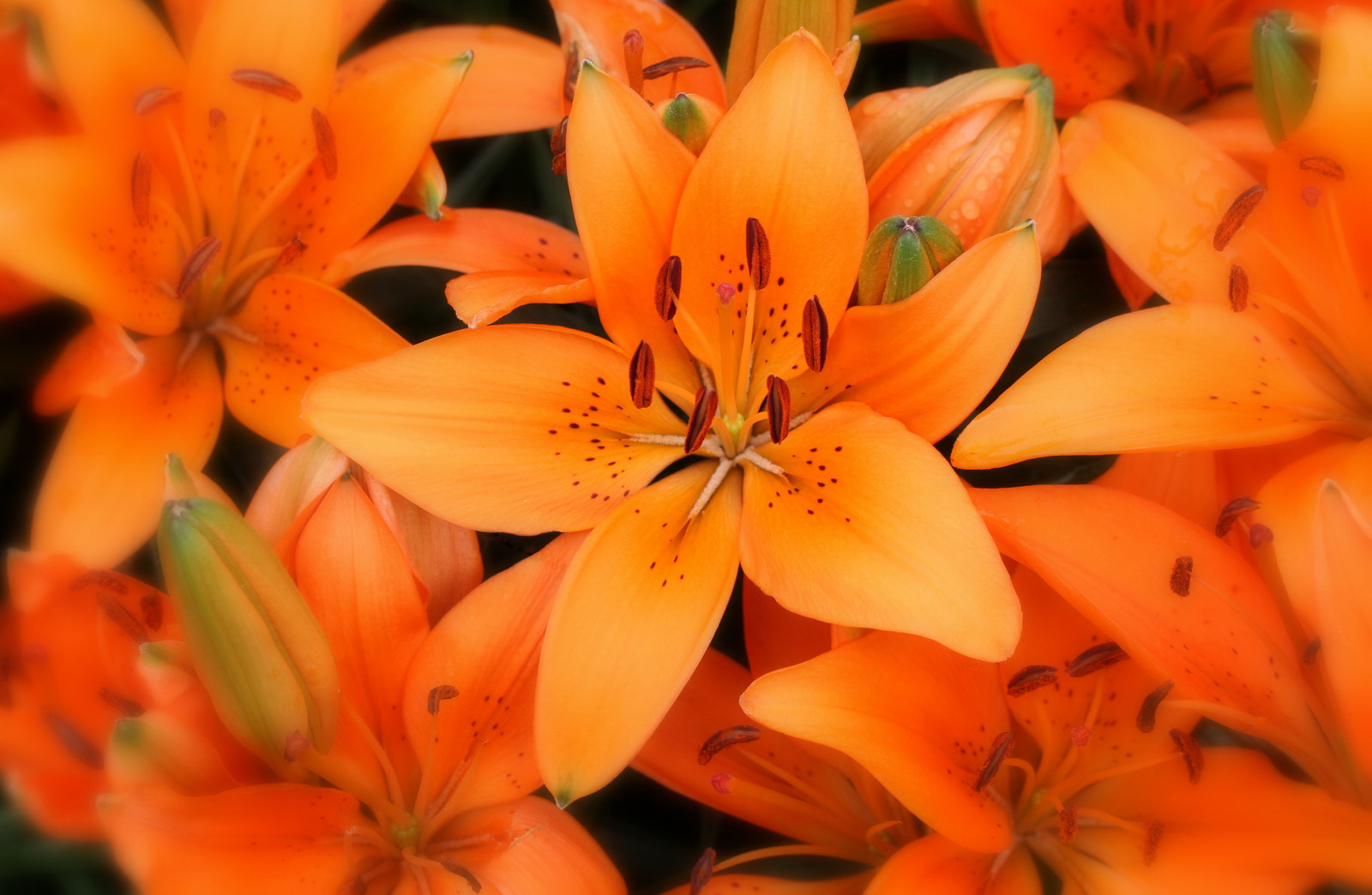 Canon EOS 7D + Tamron SP AF 60mm F2 Di II LD IF Macro sample photo. Fire lily blossom photography