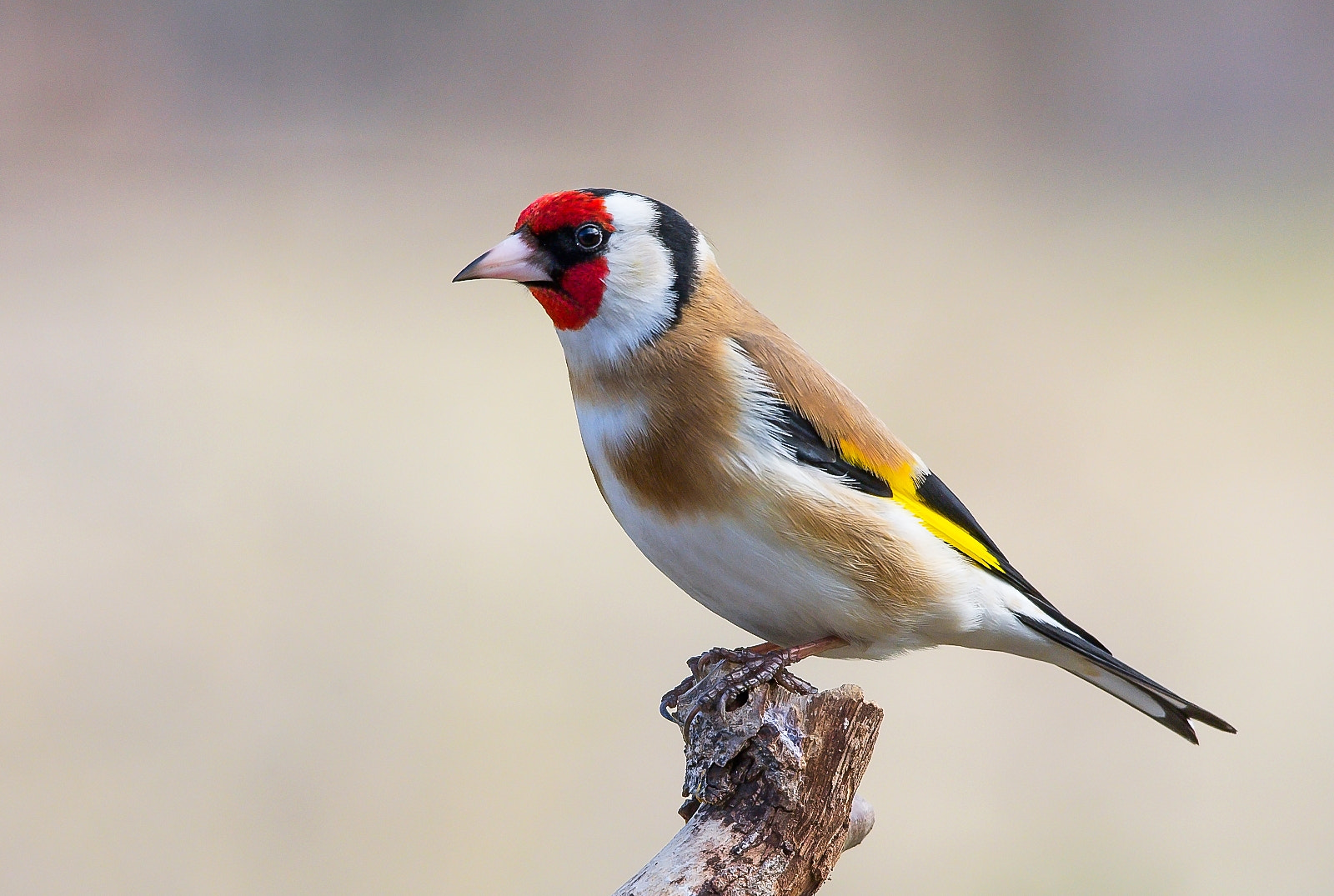 Sigma 120-400mm F4.5-5.6 DG OS HSM sample photo. Goldfinch photography