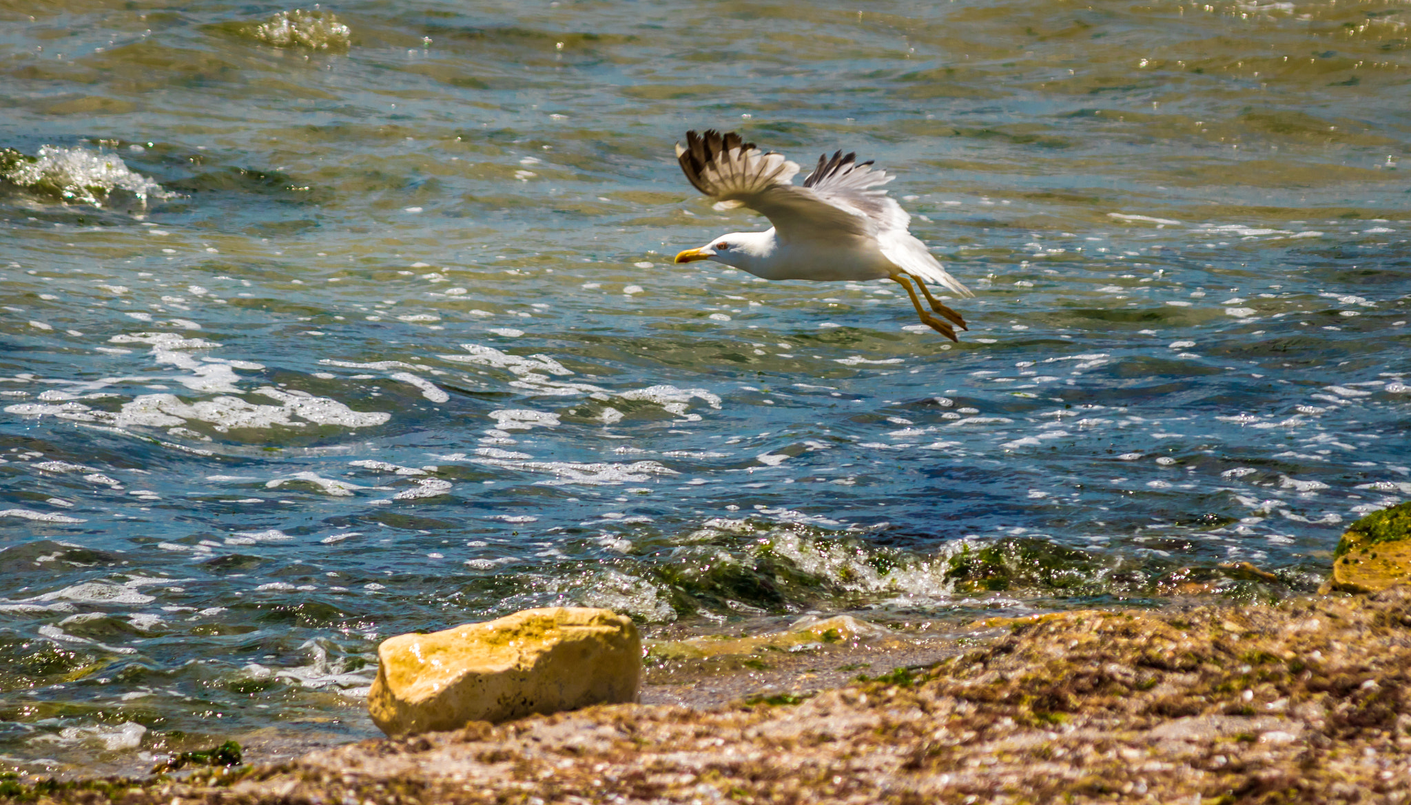 Canon EOS 7D Mark II + Canon EF-S 55-250mm F4-5.6 IS sample photo. The magic of flight photography