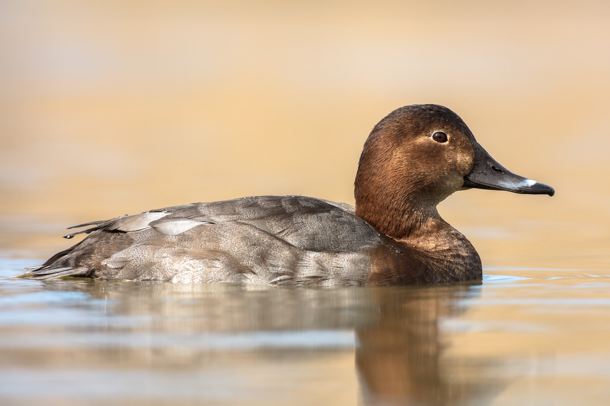 Canon EOS 5DS R + Canon EF 500mm F4L IS USM sample photo. Kissed by the sun photography