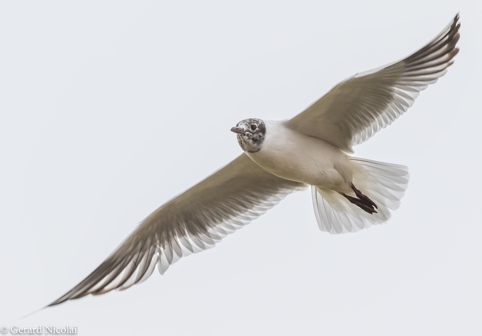 Canon EOS 7D Mark II + Canon EF 300mm F2.8L IS USM sample photo. Black-headed gull in early spring photography
