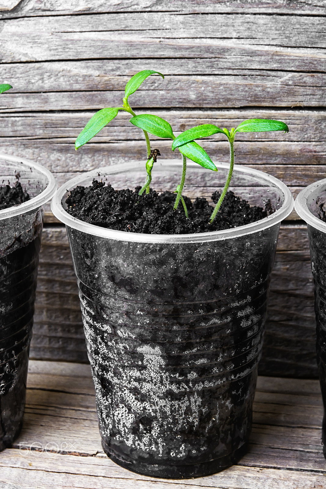 Nikon D7100 + Nikon AF-S Micro-Nikkor 60mm F2.8G ED sample photo. Seedling in plastic cup photography