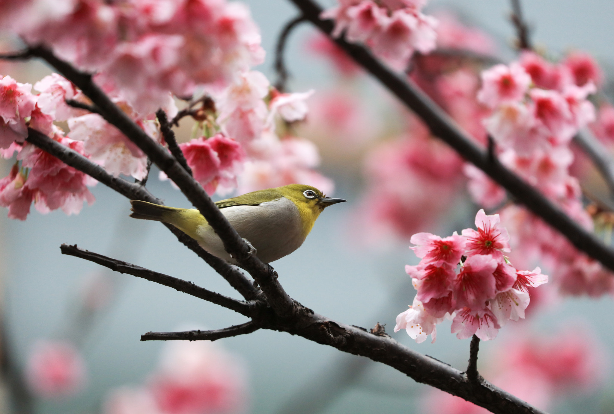Canon EOS 5DS sample photo. Japanese white-eye photography