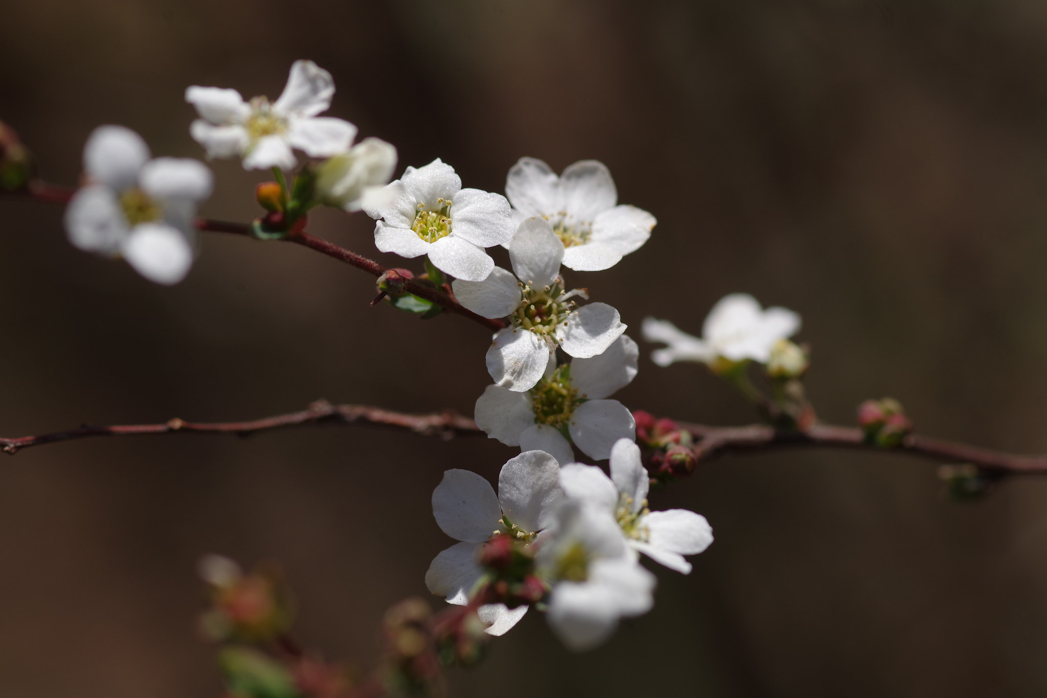 Pentax smc D-FA 100mm F2.8 Macro WR sample photo. Spiraea thunbergii (雪柳) 2017-2 photography