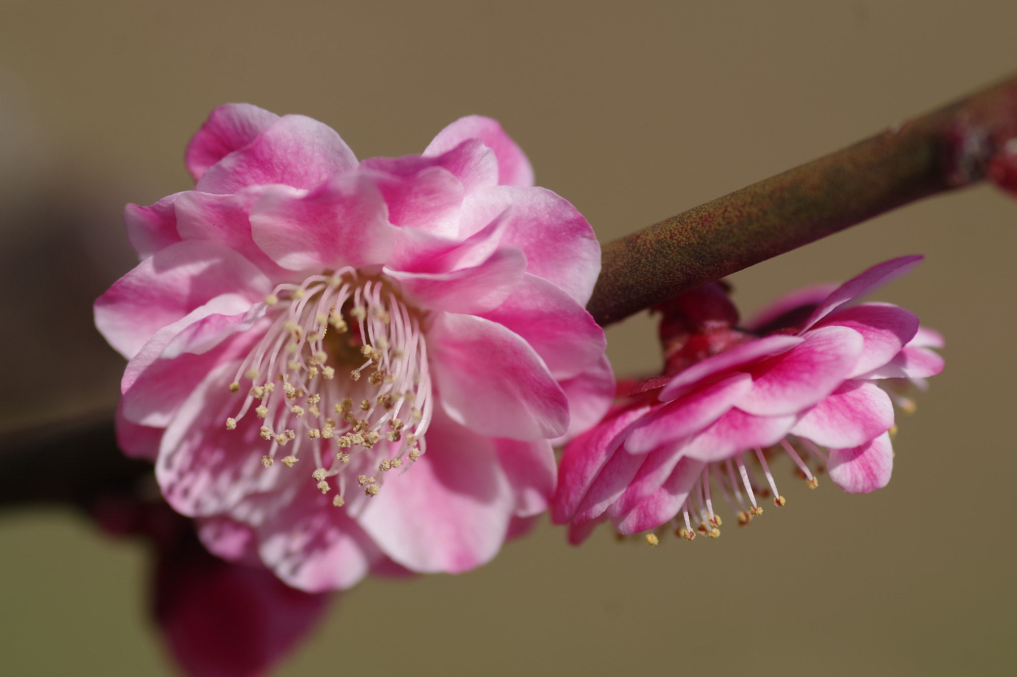 Pentax K-S2 + Pentax smc D-FA 100mm F2.8 Macro WR sample photo. Ume (楠玉) 2017-4 photography