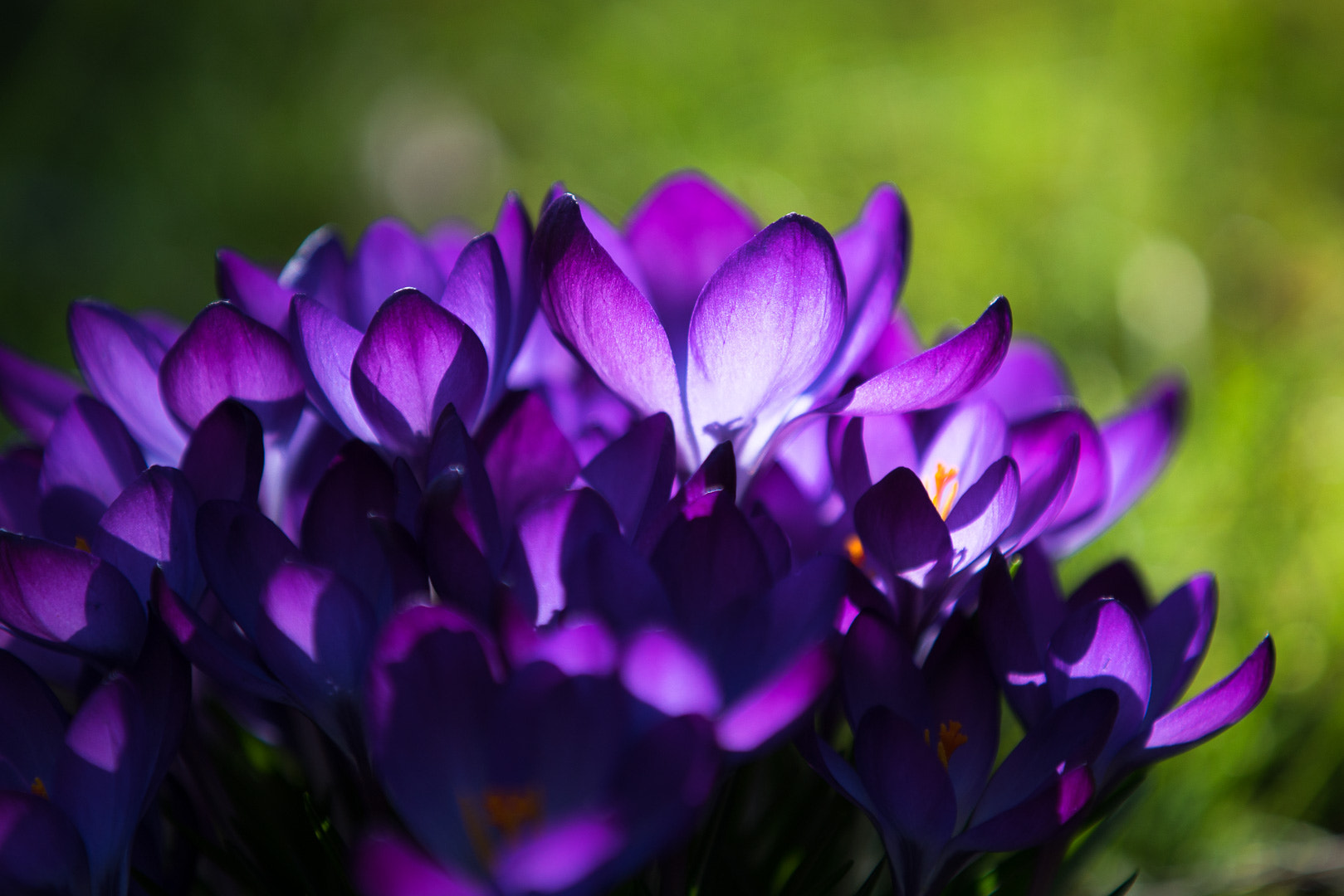 Canon EF 70-200mm F2.8L IS II USM sample photo. Colors of spring photography