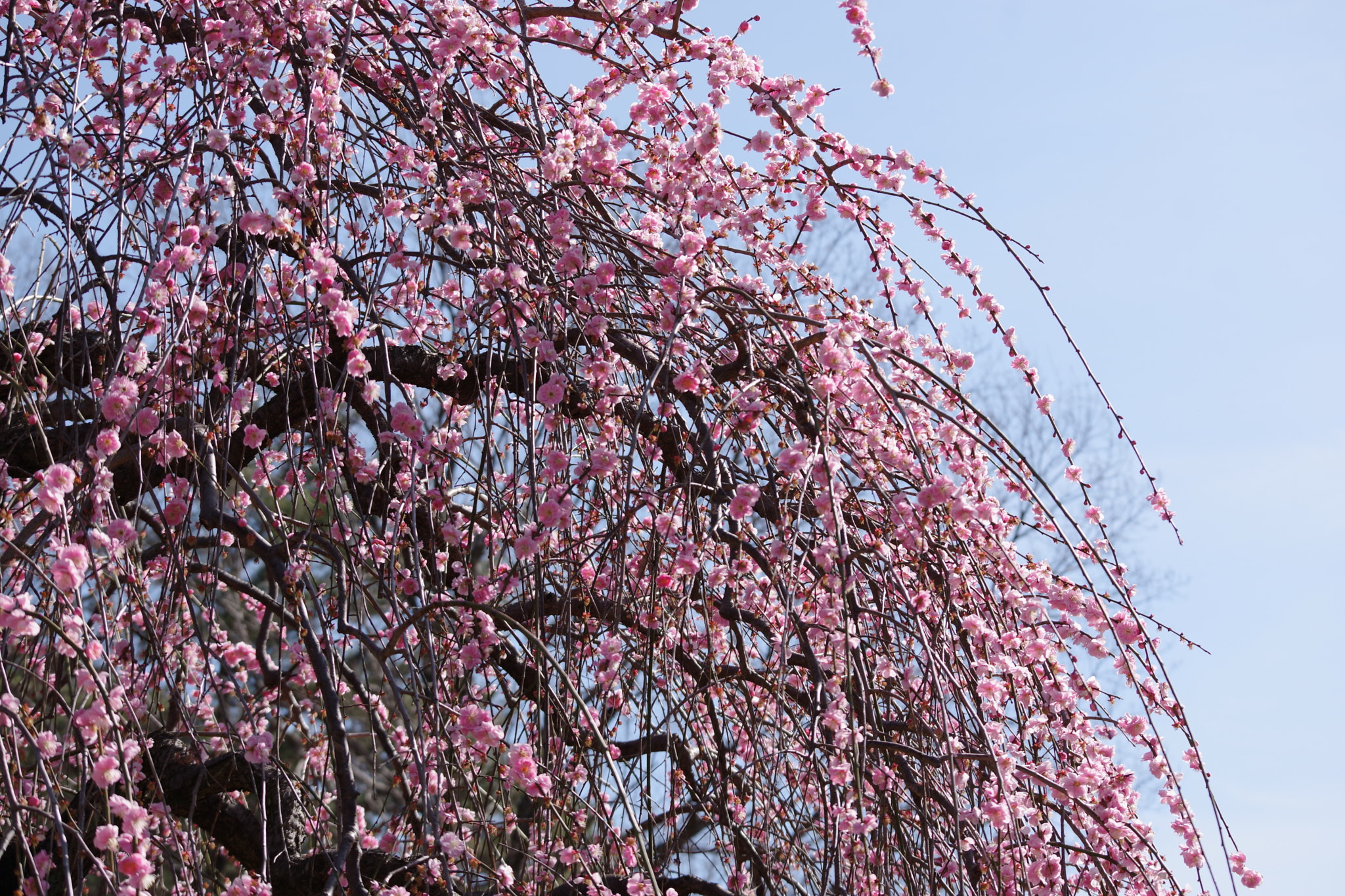 Pentax K-70 sample photo. Ume (淡路枝垂) 2017-6 photography