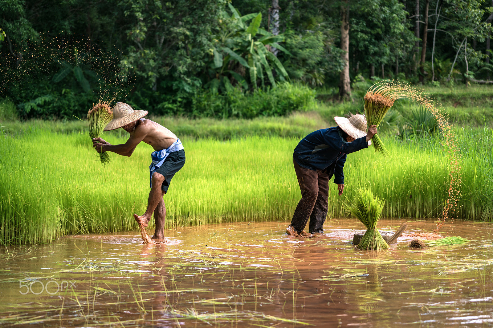 Sony a7R II + Sony FE 70-200mm F4 G OSS sample photo. Thai farmer photography