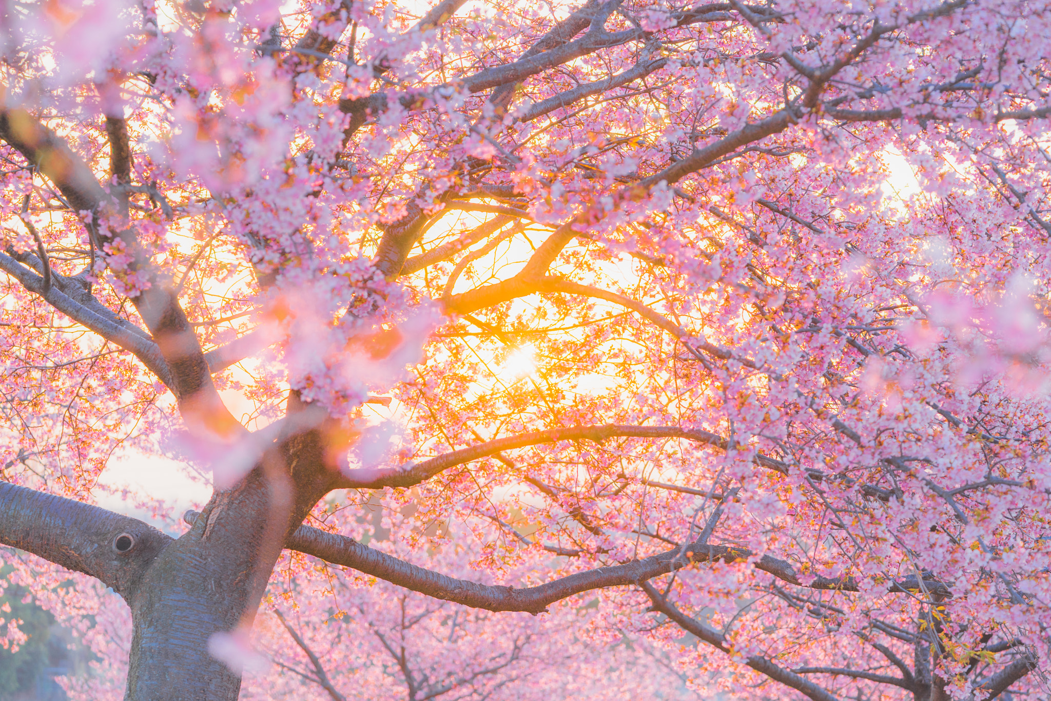 Sony a7 II + Sony FE 90mm F2.8 Macro G OSS sample photo. In the cherry. photography