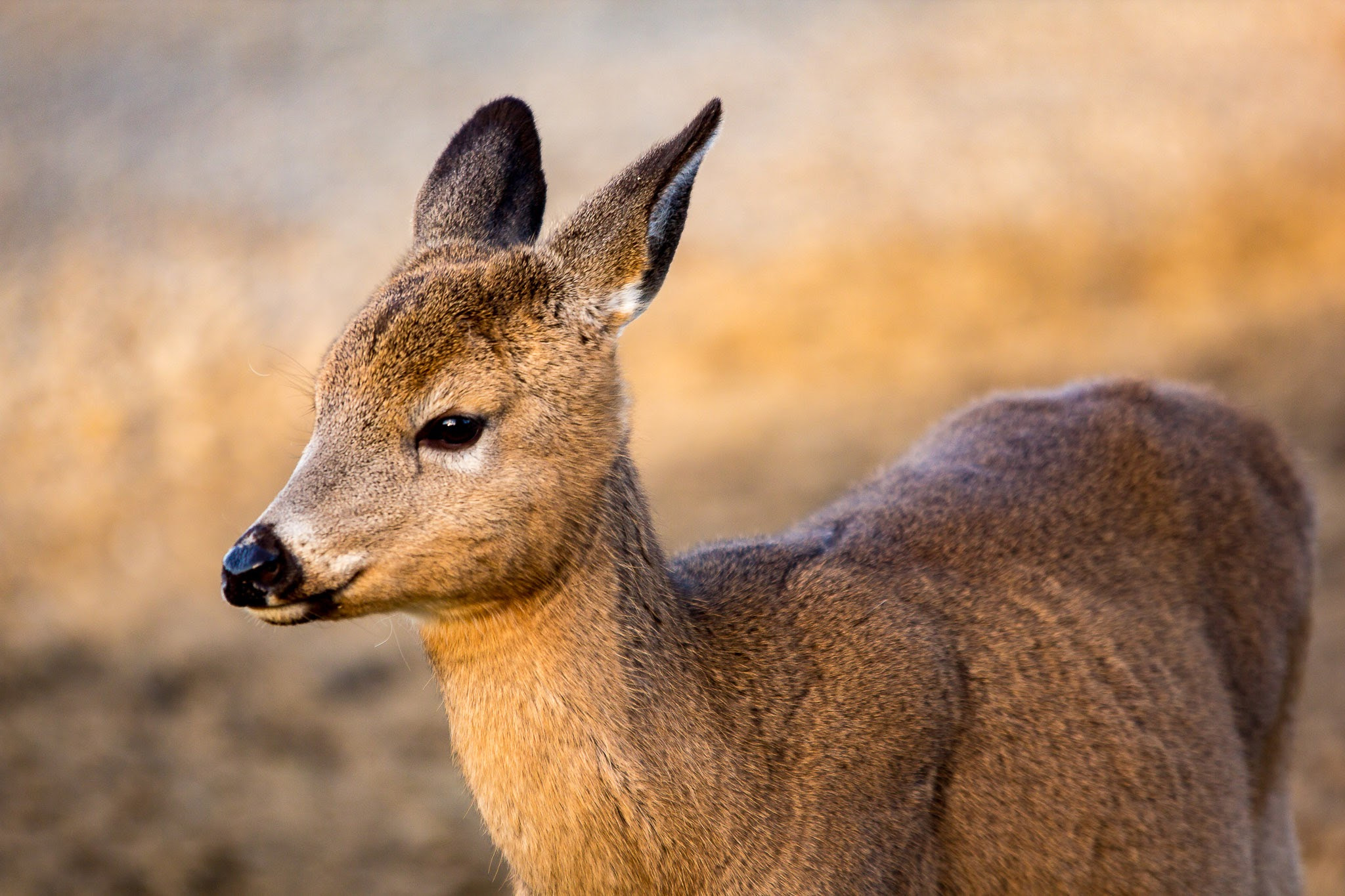 Sigma 70-200mm F2.8 EX DG OS HSM sample photo. Footloose photography