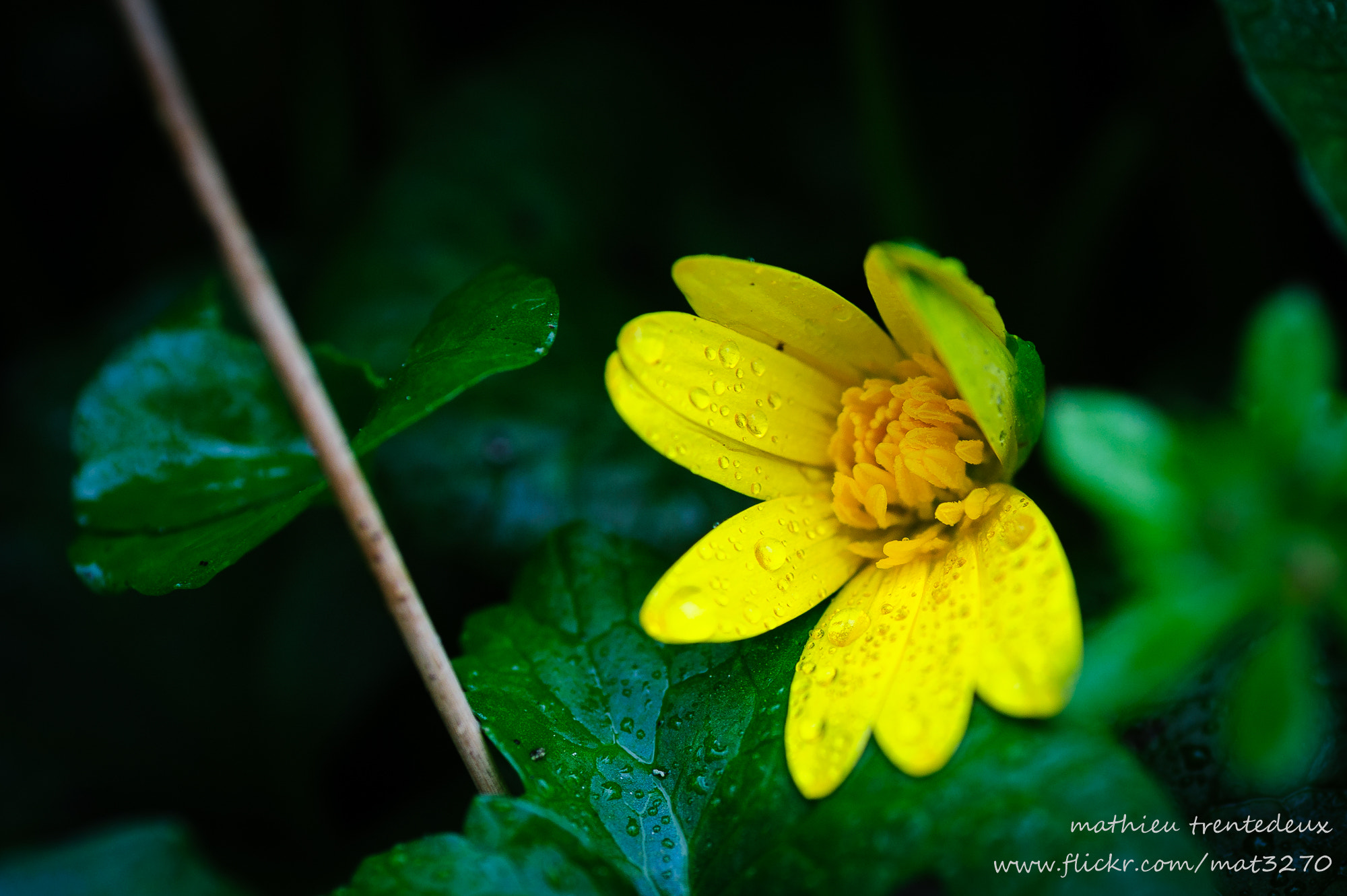 Nikon D700 sample photo. Fleurs photography