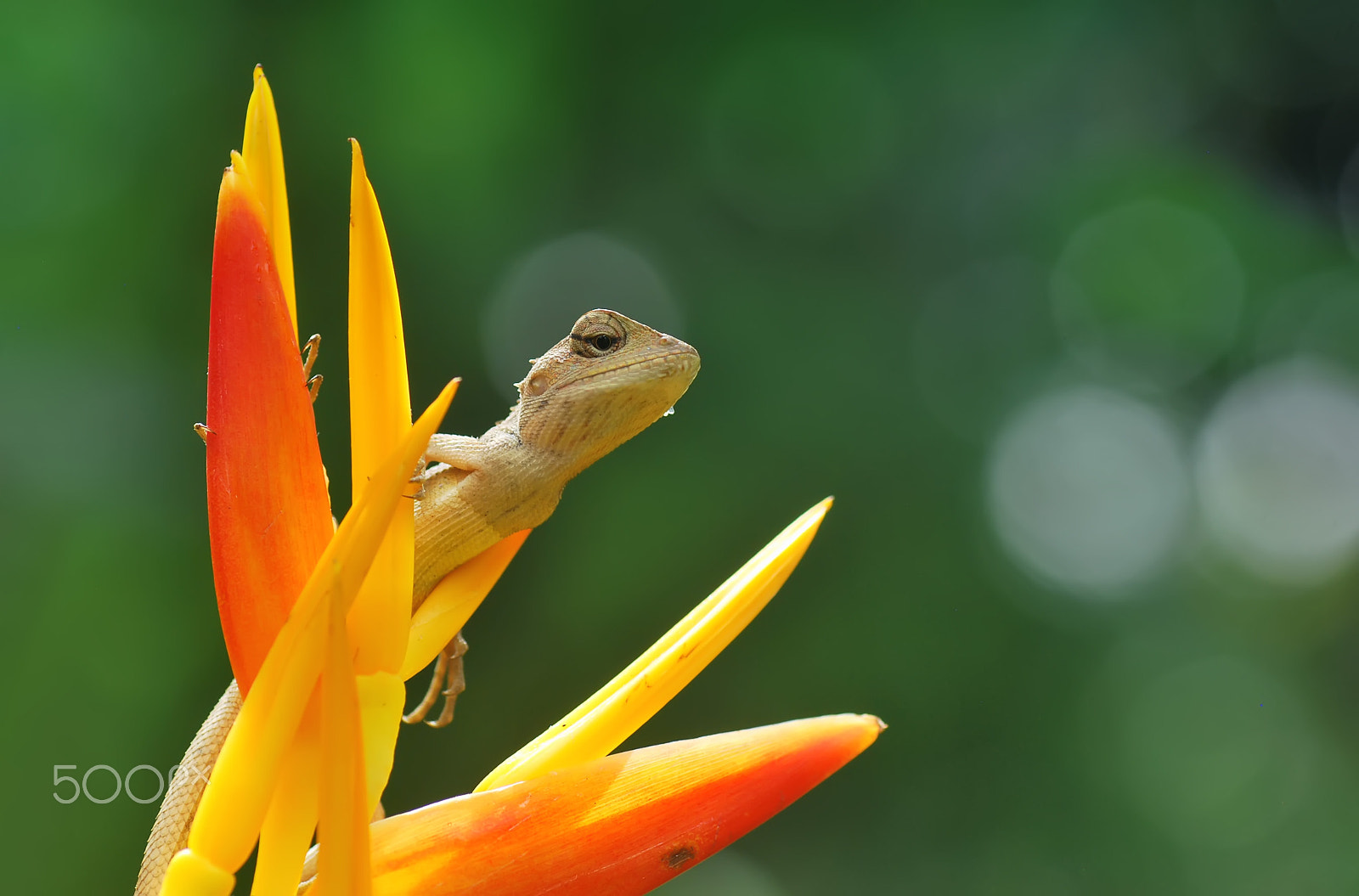 Nikon D60 sample photo. Lizard photography