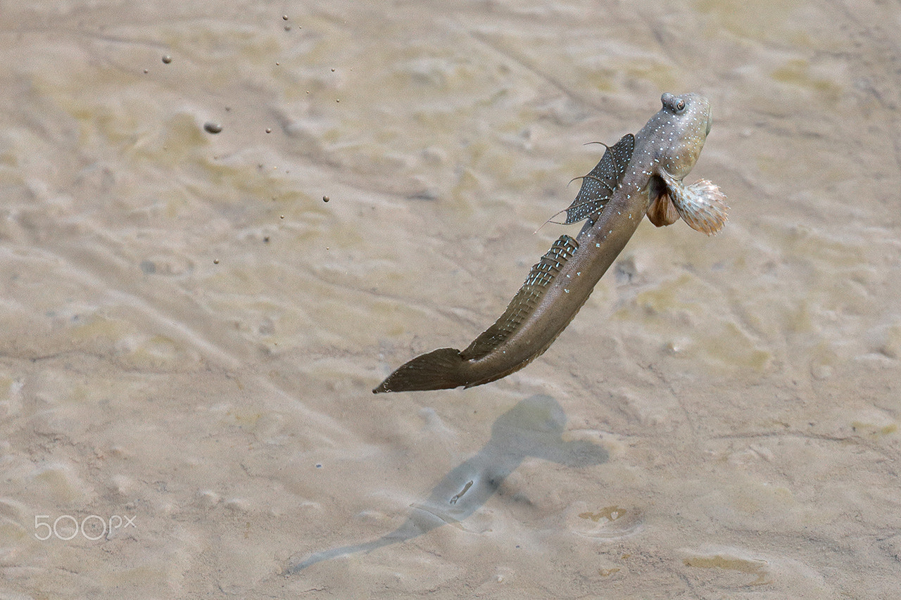 Canon EOS 5DS + Canon EF 70-300mm F4-5.6L IS USM sample photo. Mudskipper, jumping fish photography