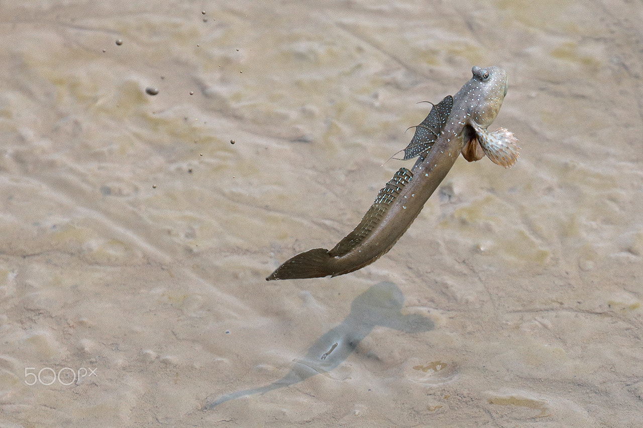 Canon EF 70-300mm F4-5.6L IS USM sample photo. Mudskipper, jumping fish photography