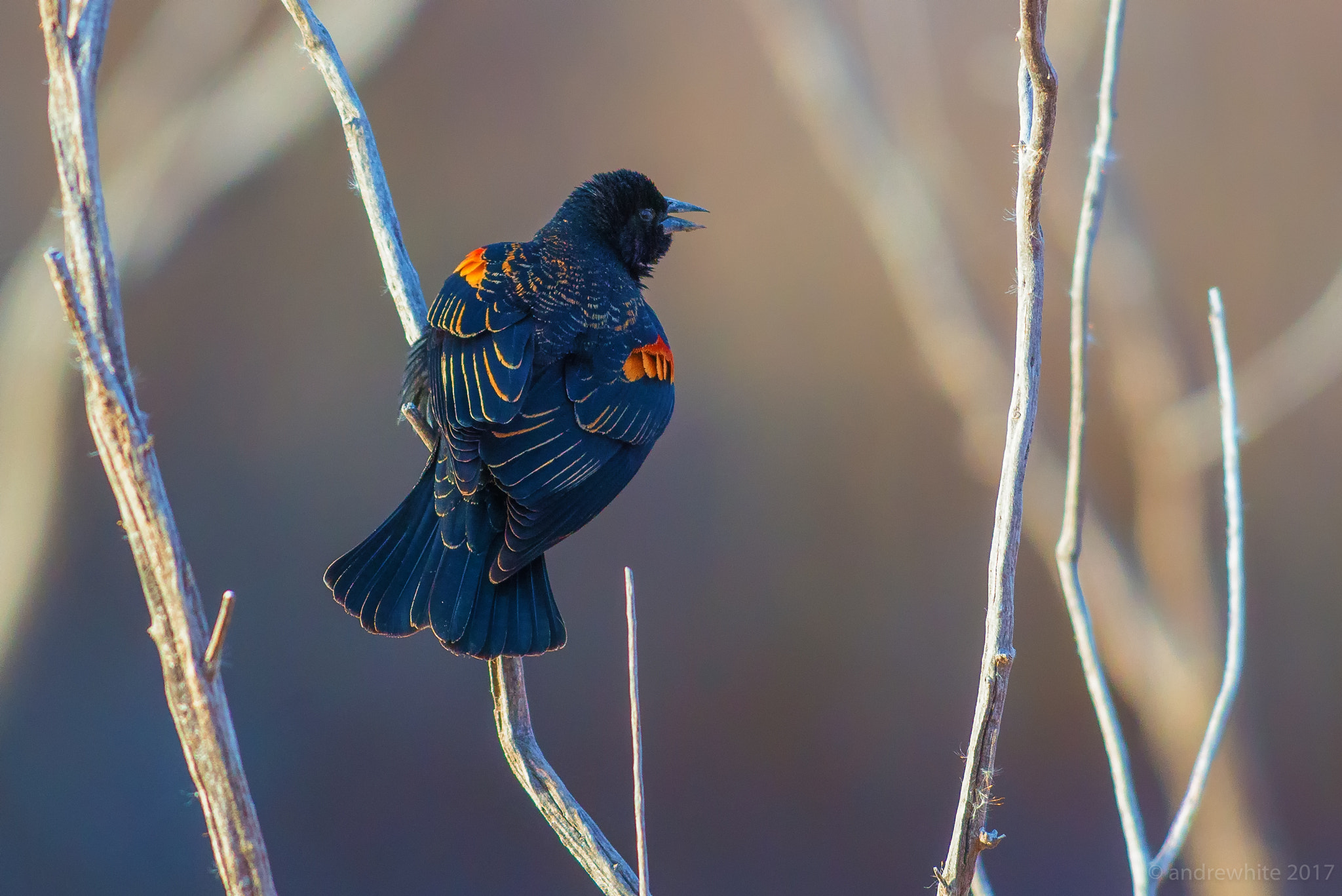 Nikon D800 + Nikon AF-S Nikkor 300mm F2.8G ED VR II sample photo. Singing for love photography