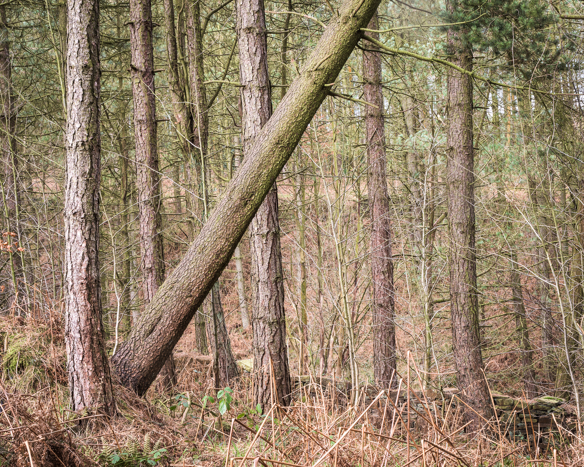 Nikon D7200 sample photo