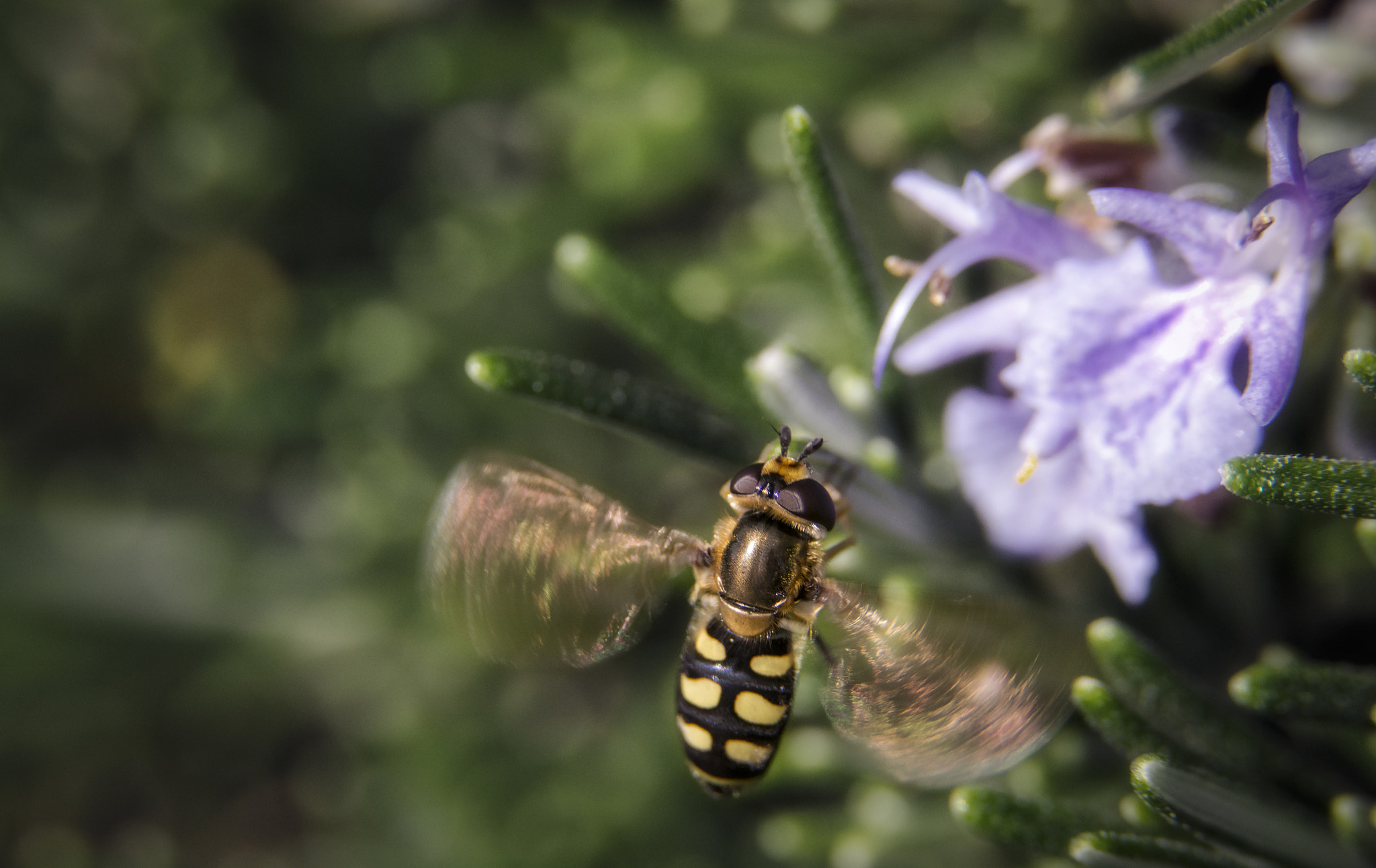Sigma 105mm F2.8 EX DG OS HSM sample photo. Flying mimic fly photography