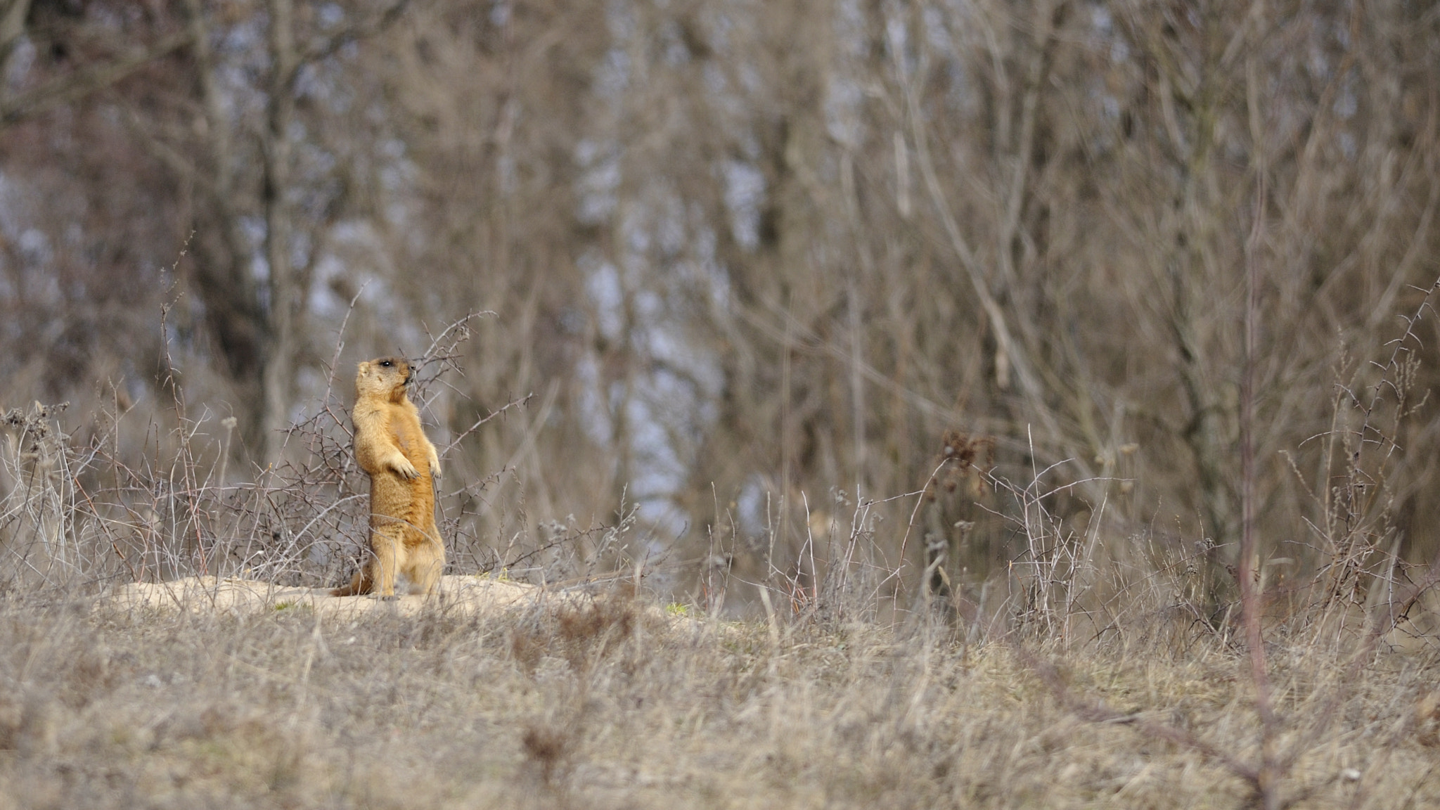 Nikon D300S + Nikon AF-S Nikkor 300mm F4D ED-IF sample photo. Hard guy! photography