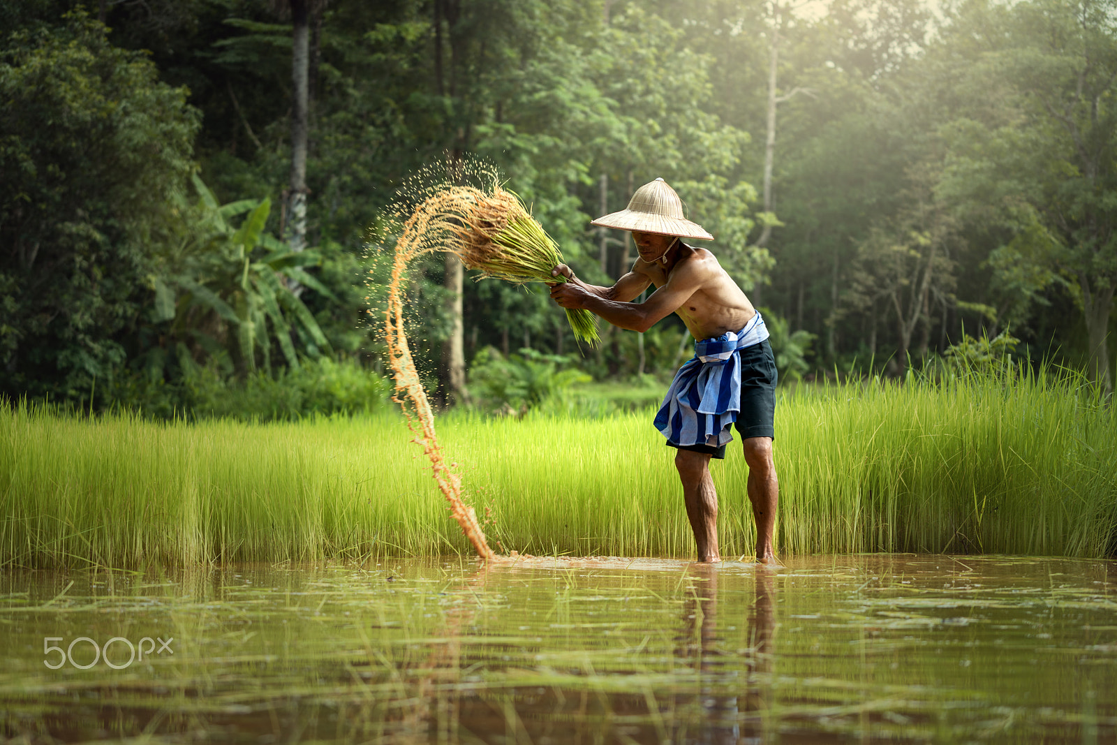 Sony a7R II + Sony FE 70-200mm F4 G OSS sample photo. Thai farmer  working in farming photography