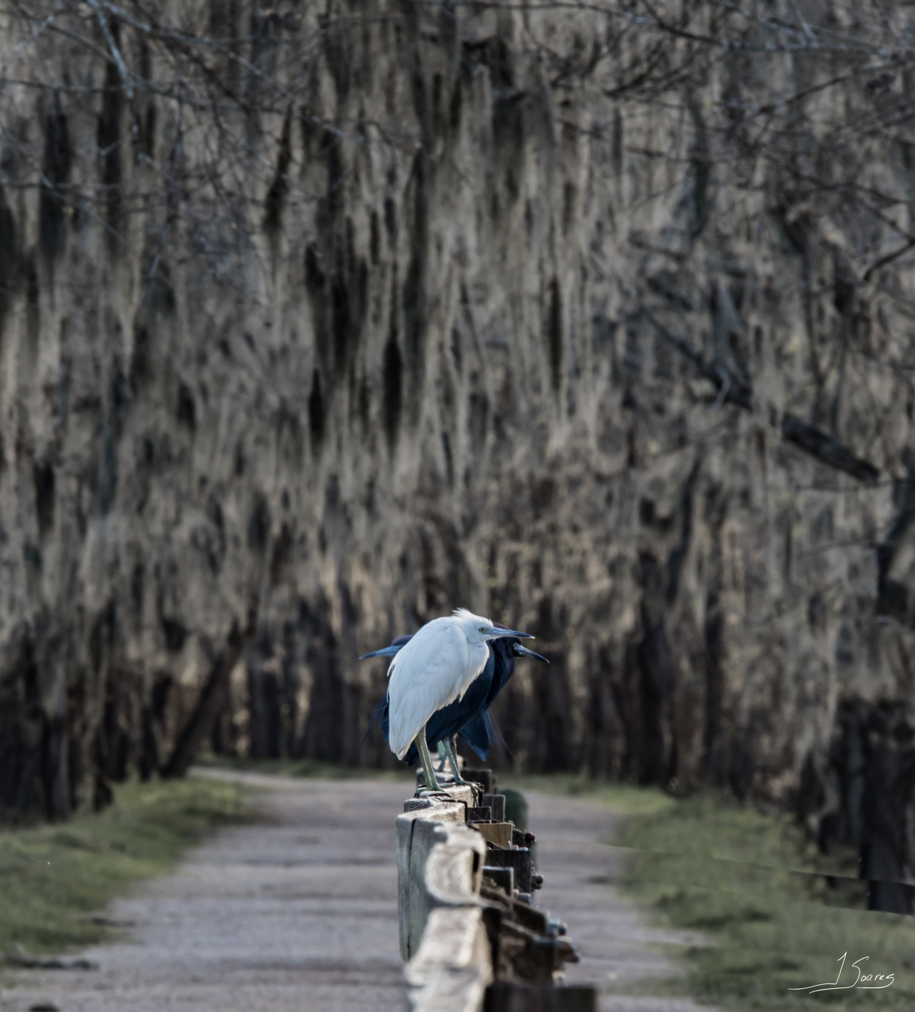 150-600mm F5-6.3 DG OS HSM | Contemporary 015 sample photo. Little white and blue herons photography
