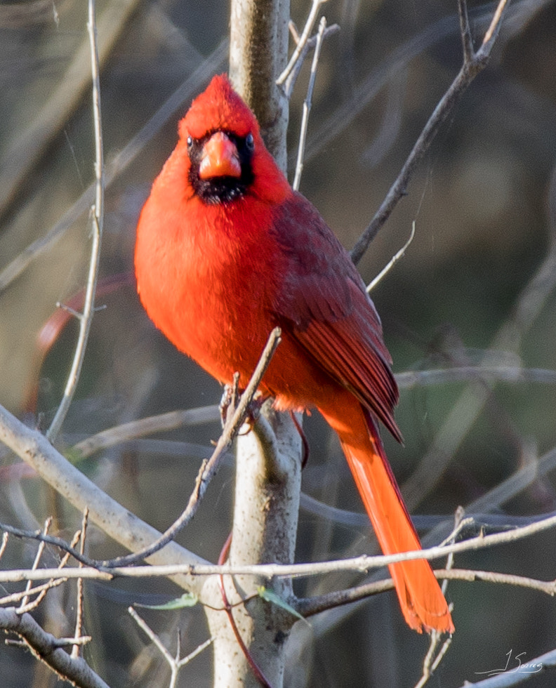 150-600mm F5-6.3 DG OS HSM | Contemporary 015 sample photo. Red fury photography