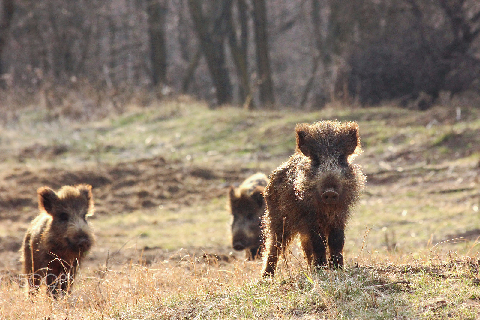Canon EF 70-300mm F4-5.6 IS USM sample photo. The three little pigs photography
