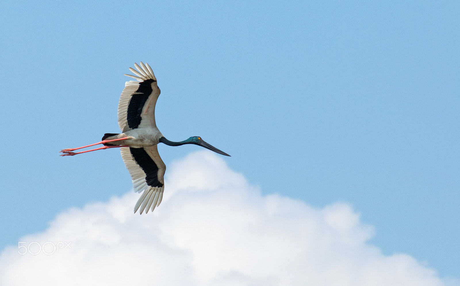 Tamron SP 35mm F1.8 Di VC USD sample photo. Black necked stork in flight photography