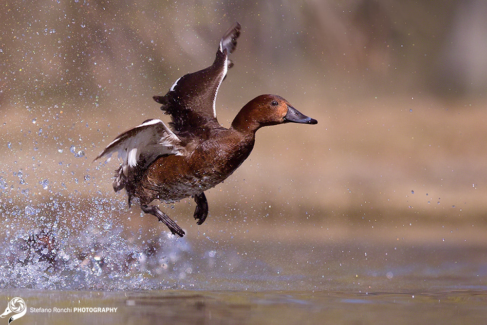 Canon EOS-1D X + Canon EF 300mm F2.8L IS USM sample photo. Run photography