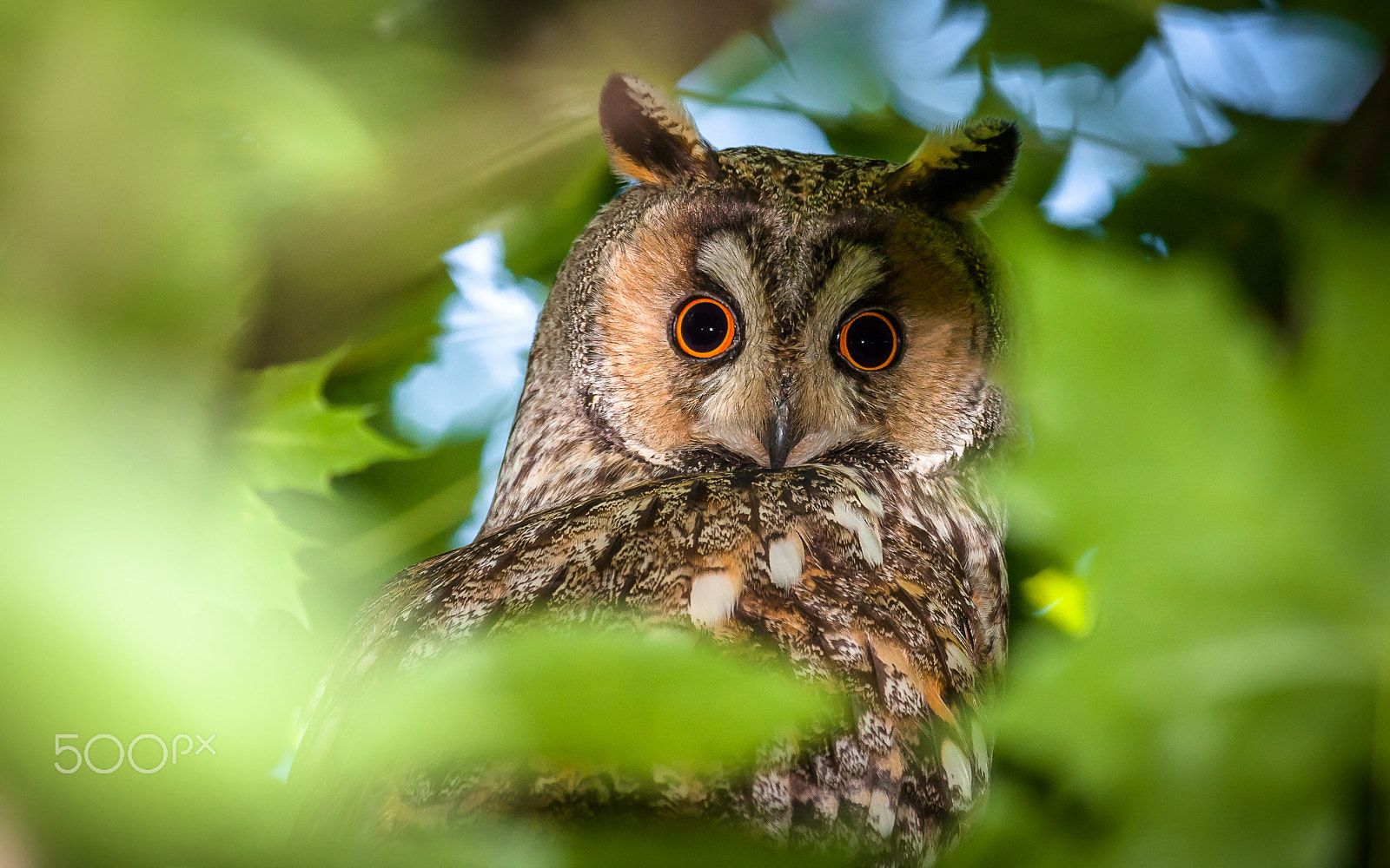 Canon EOS 40D sample photo. Portrait of long eared owl photography