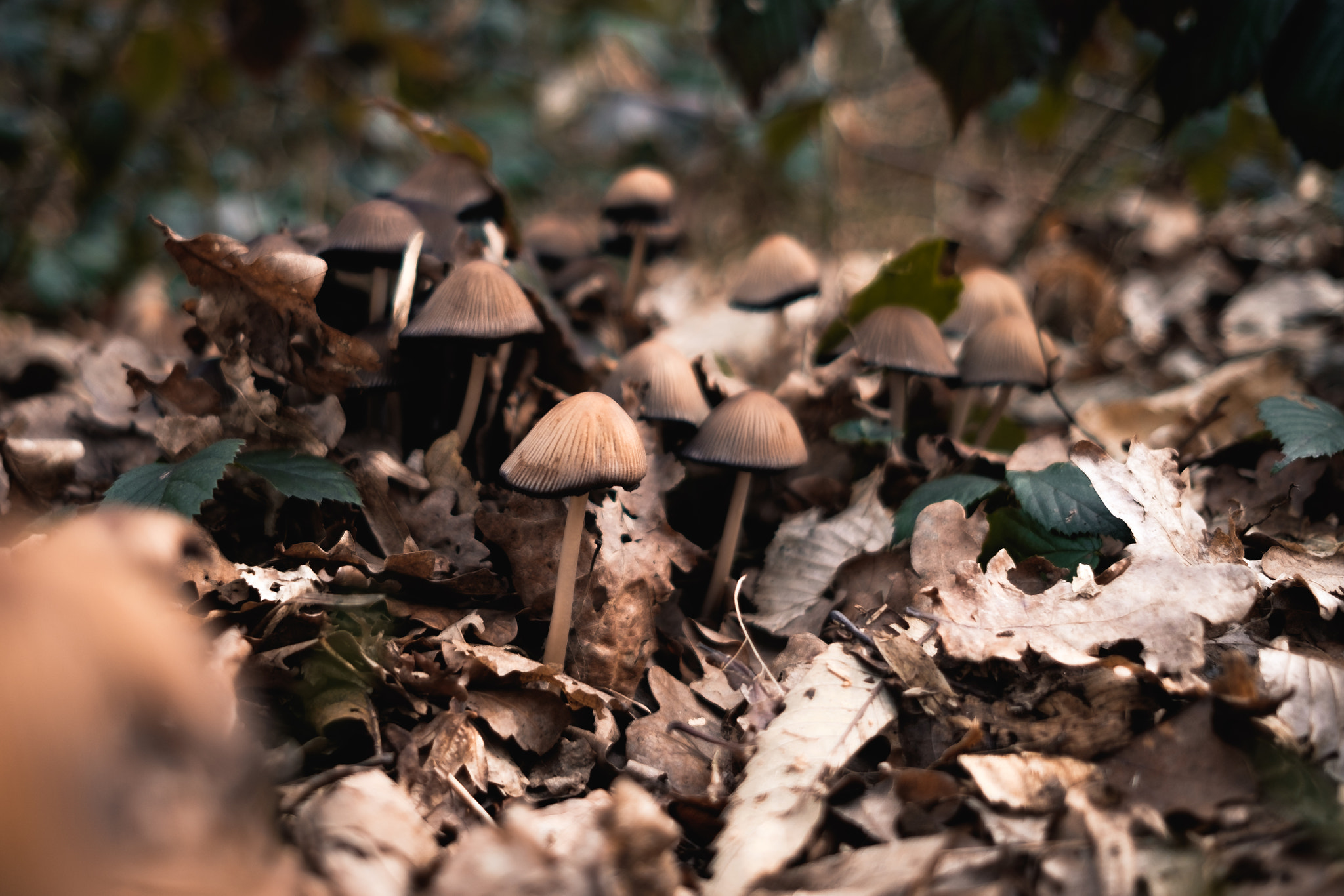 Fujifilm X-T10 + Fujifilm XF 23mm F2 R WR sample photo. Fungi photography