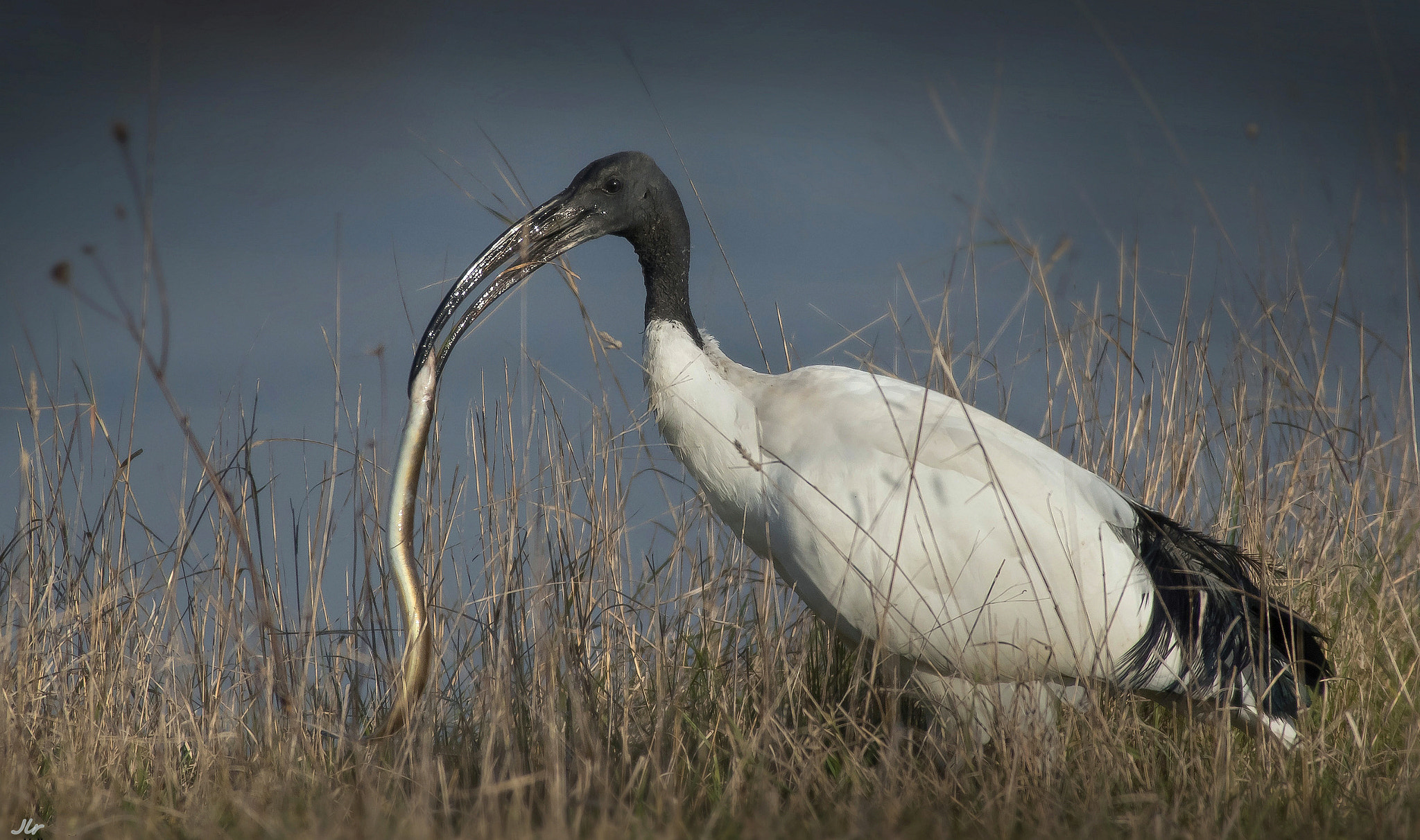 Canon EF 300mm f/2.8L + 2x sample photo. Enjoy your meal ! photography