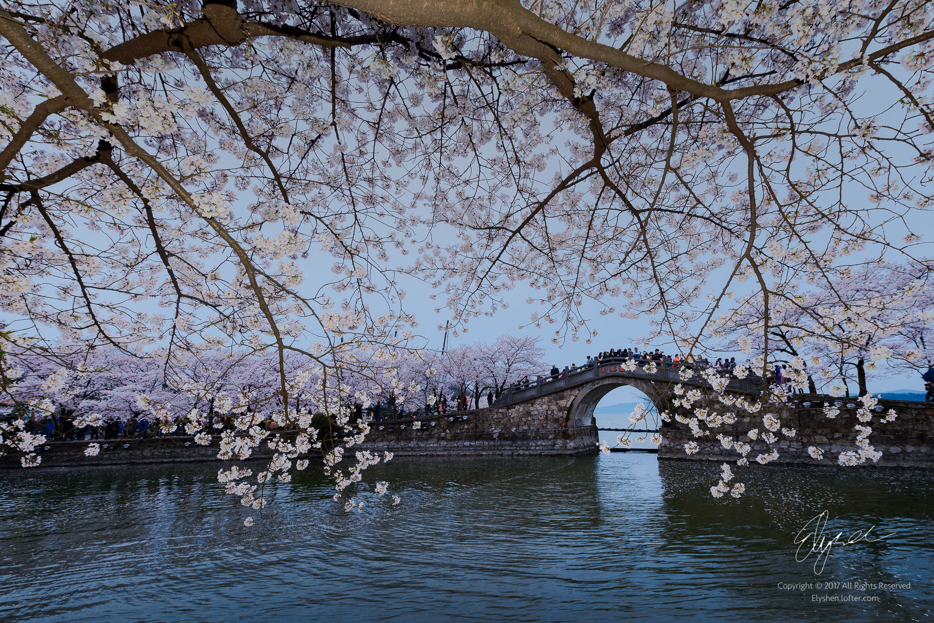 Nikon AF-S Nikkor 14-24mm F2.8G ED sample photo. Cherry blossoms of yuantouzhu photography
