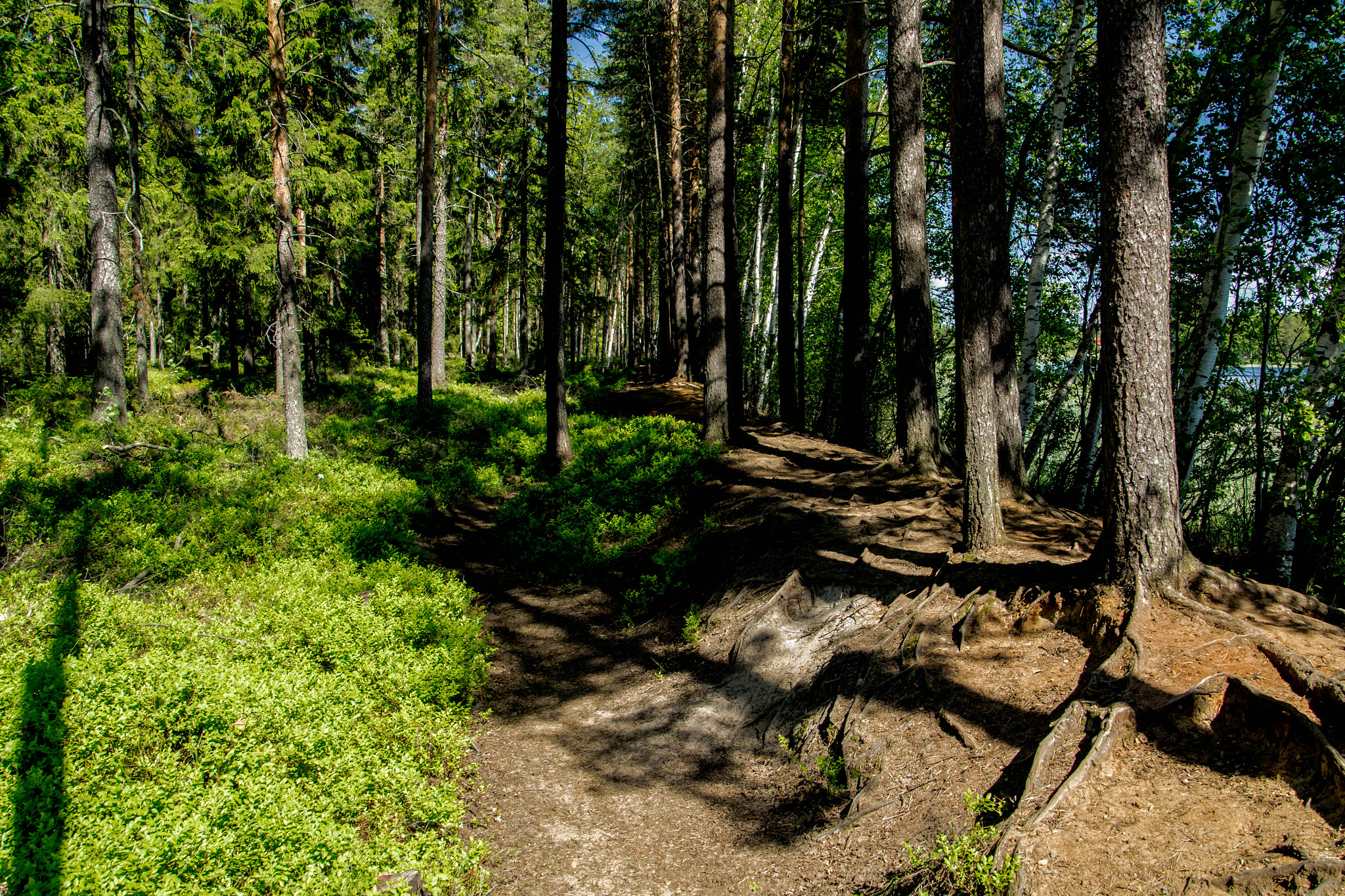 Canon EOS 100D (EOS Rebel SL1 / EOS Kiss X7) sample photo. Sunlit forest trail photography