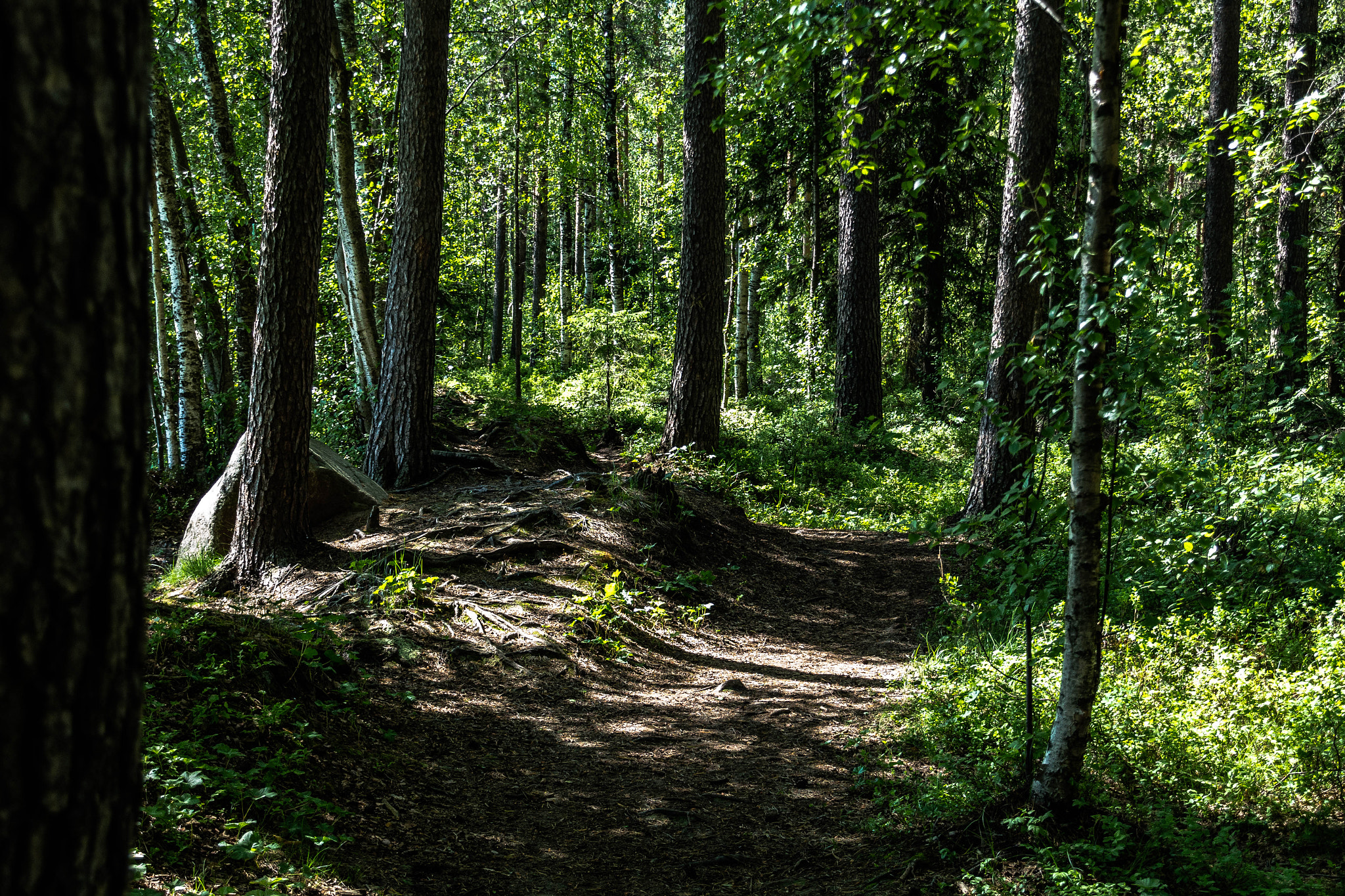 Canon EOS 100D (EOS Rebel SL1 / EOS Kiss X7) sample photo. Sunlit forest trail photography