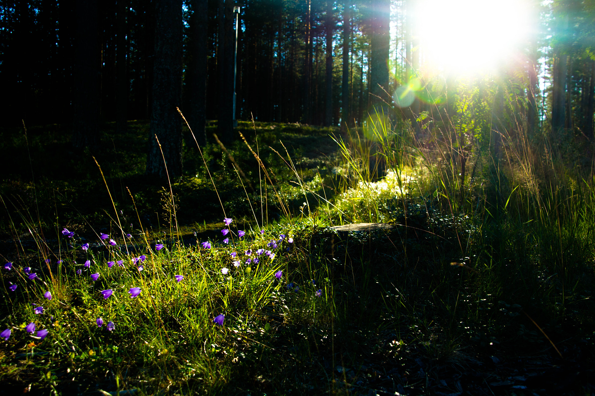 Canon EOS 100D (EOS Rebel SL1 / EOS Kiss X7) sample photo. A forest lit by sunlight photography