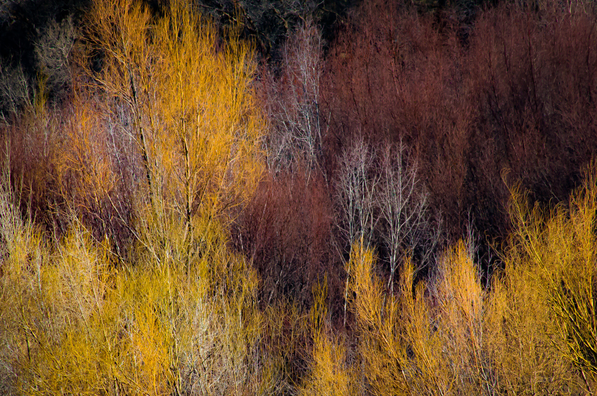 Canon EOS 600D (Rebel EOS T3i / EOS Kiss X5) + EF75-300mm f/4-5.6 sample photo. Awakenings photography