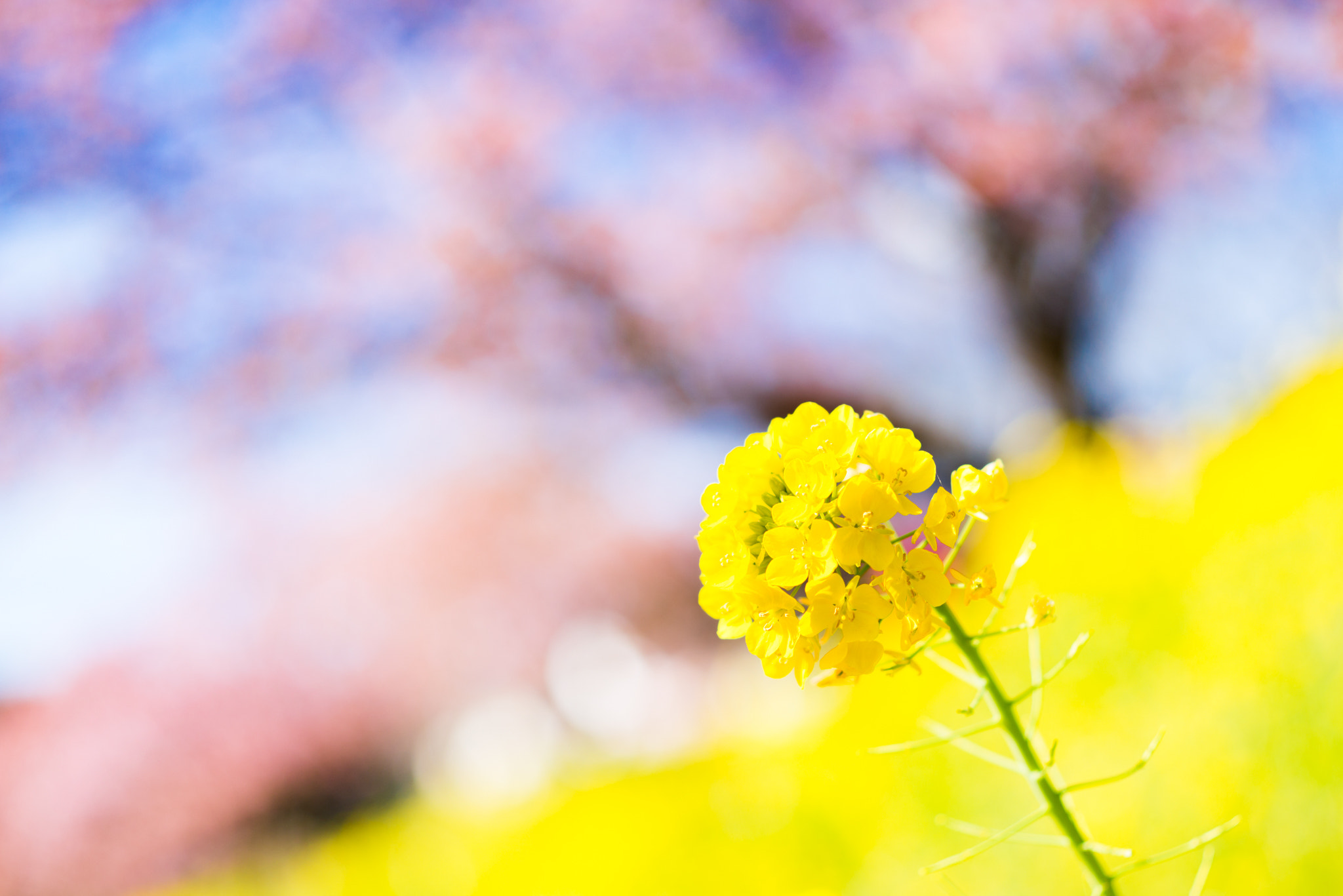 ZEISS Makro-Planar T* 50mm F2 sample photo. Spring photography