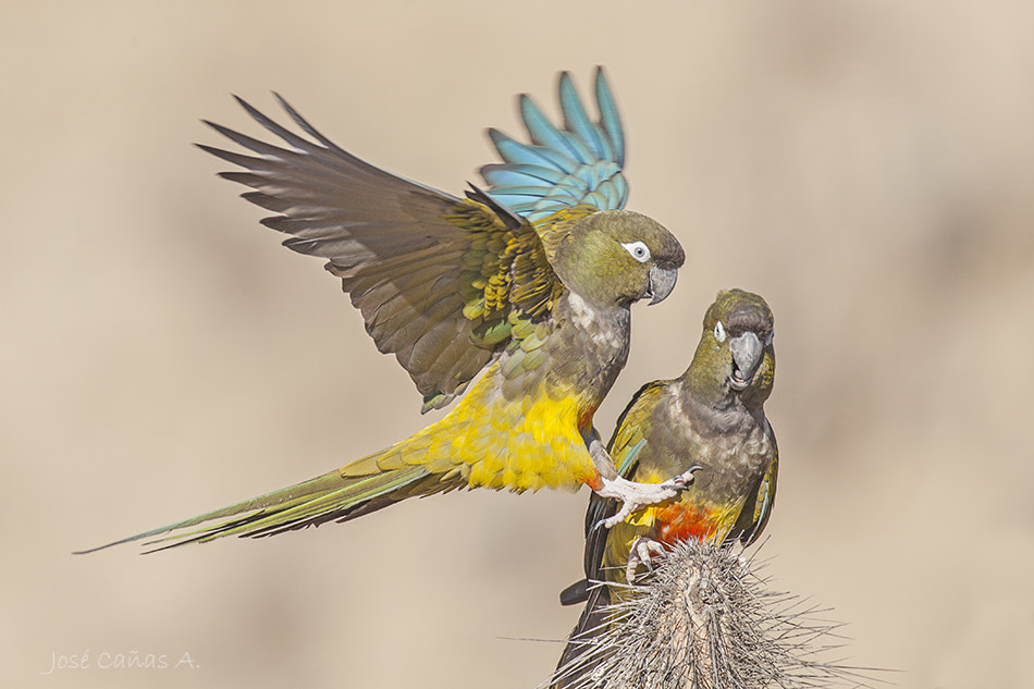 Canon EF 500mm F4L IS USM sample photo. Burrowing parrot,loro tricahue ,cyanoliseus patagonus bloxami photography