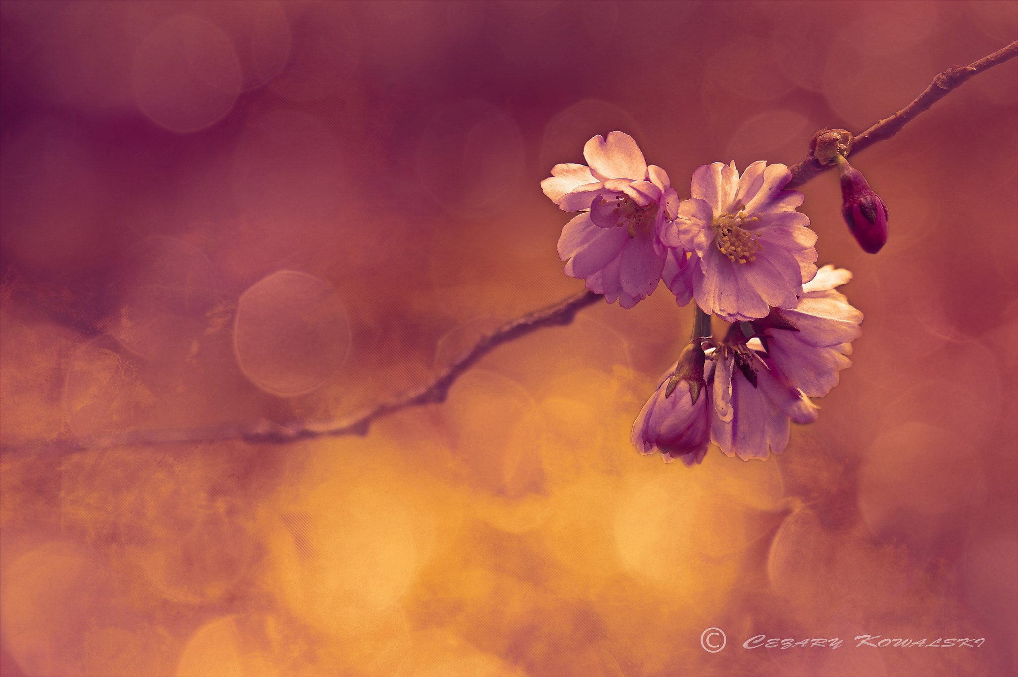 Canon EF 100-400mm F4.5-5.6L IS USM sample photo. Spring photography